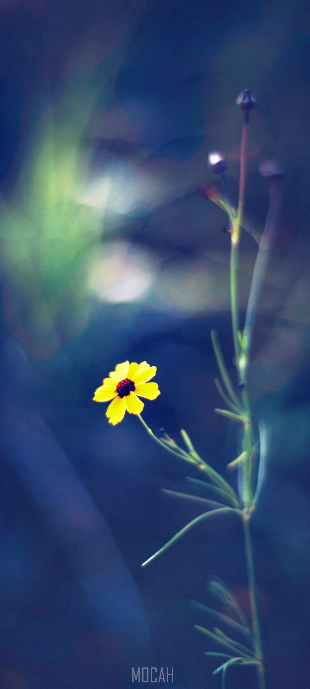 Yellow flower with dark center and buds HD Phone Wallpaper