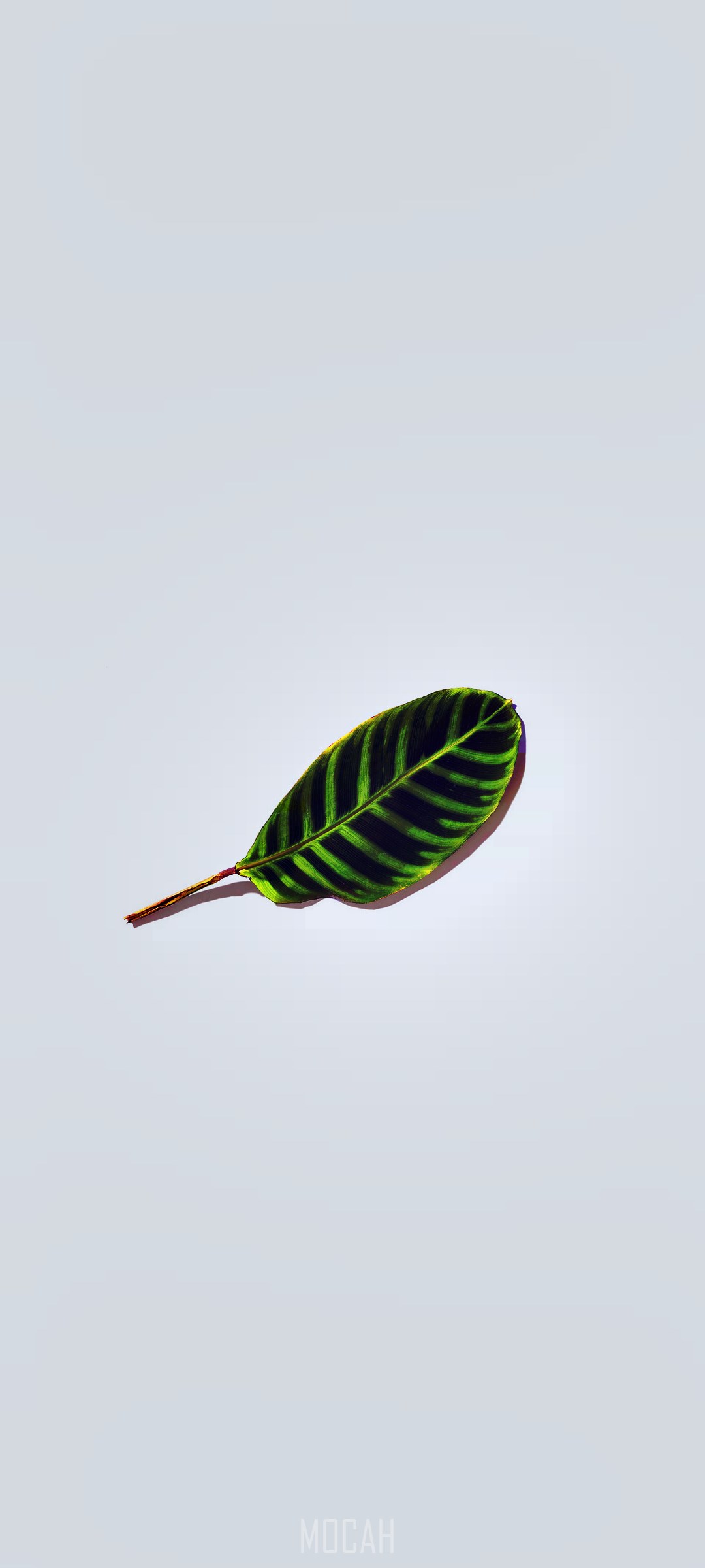 A single green and black striped leaf on a white background HD Phone Wallpaper