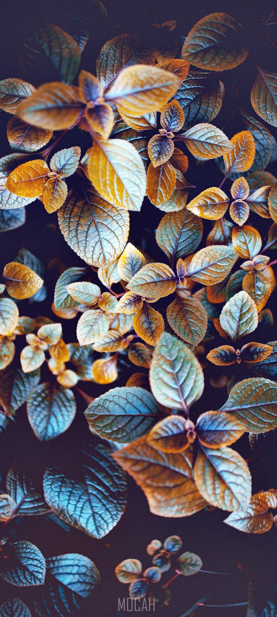 Close-up of colorful leaves HD Phone Wallpaper