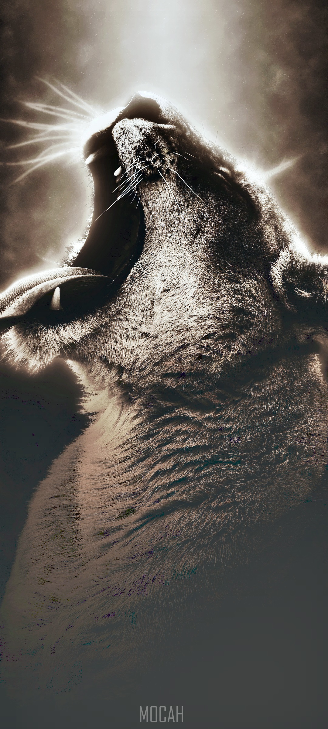 Lioness yawning in monochrome HD Phone Wallpaper