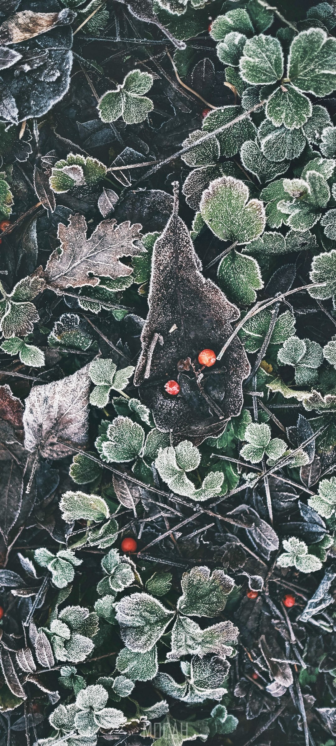 Frosty leaves and berries on the ground HD Phone Wallpaper