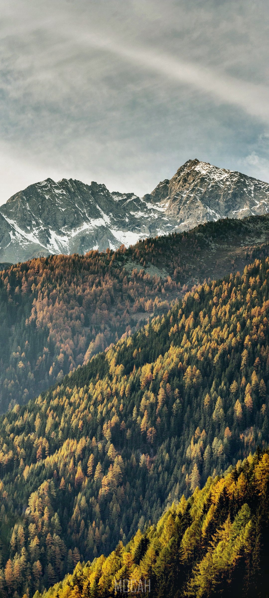 Autumn forest and snow-capped mountains HD Phone Wallpaper