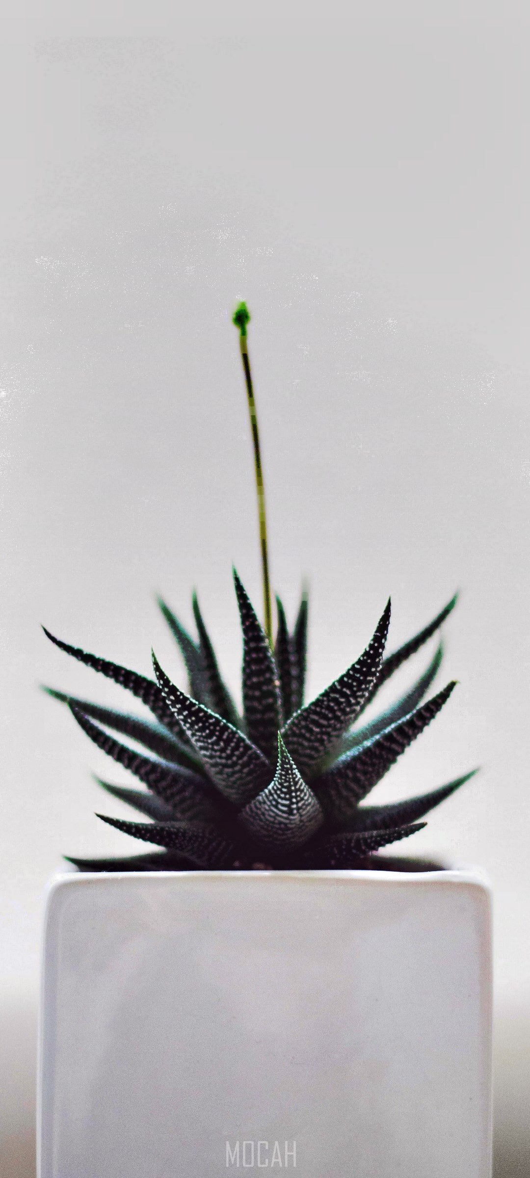 Succulent plant with a flower stalk in a white pot HD Phone Wallpaper