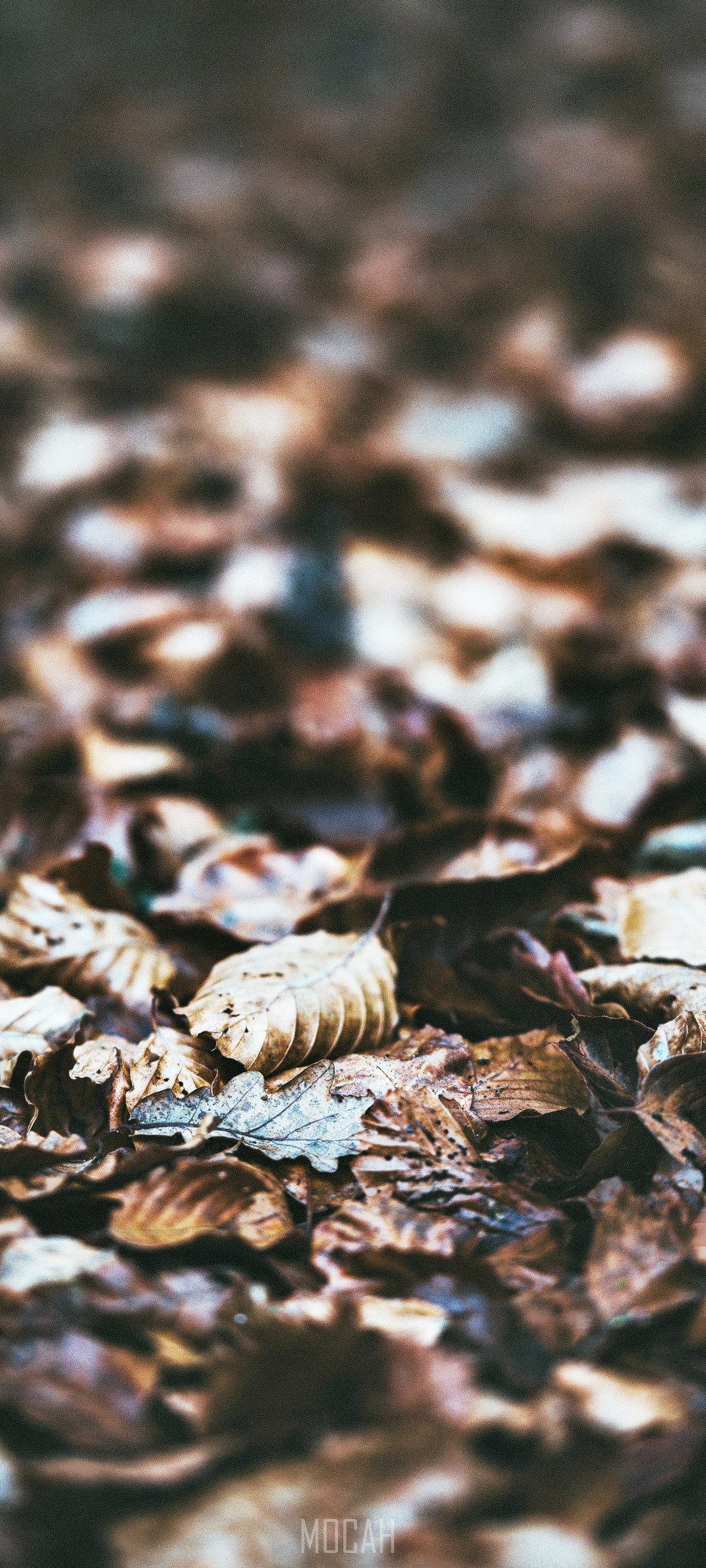 Crunchy leaves on the ground HD Phone Wallpaper
