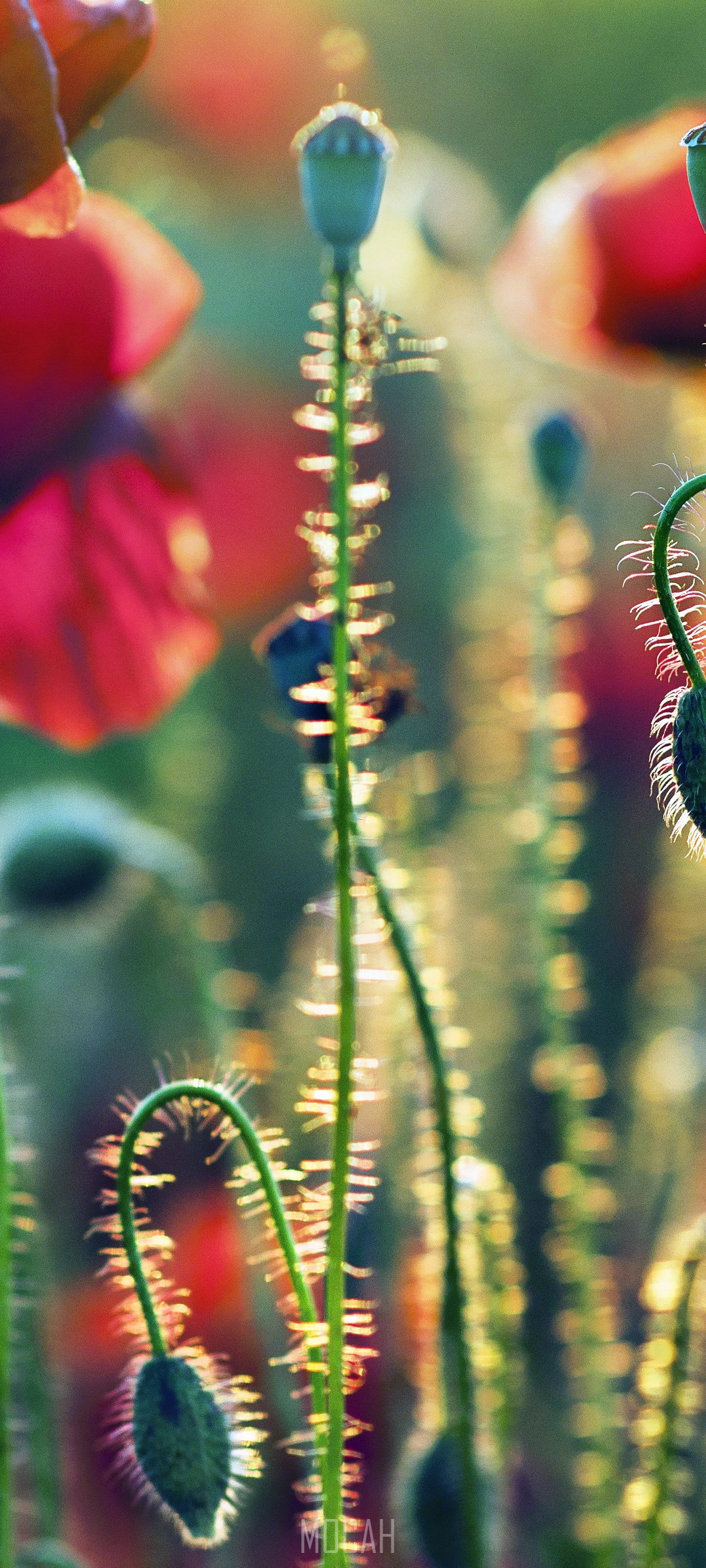 Poppy seed pods in evening light HD Phone Wallpaper