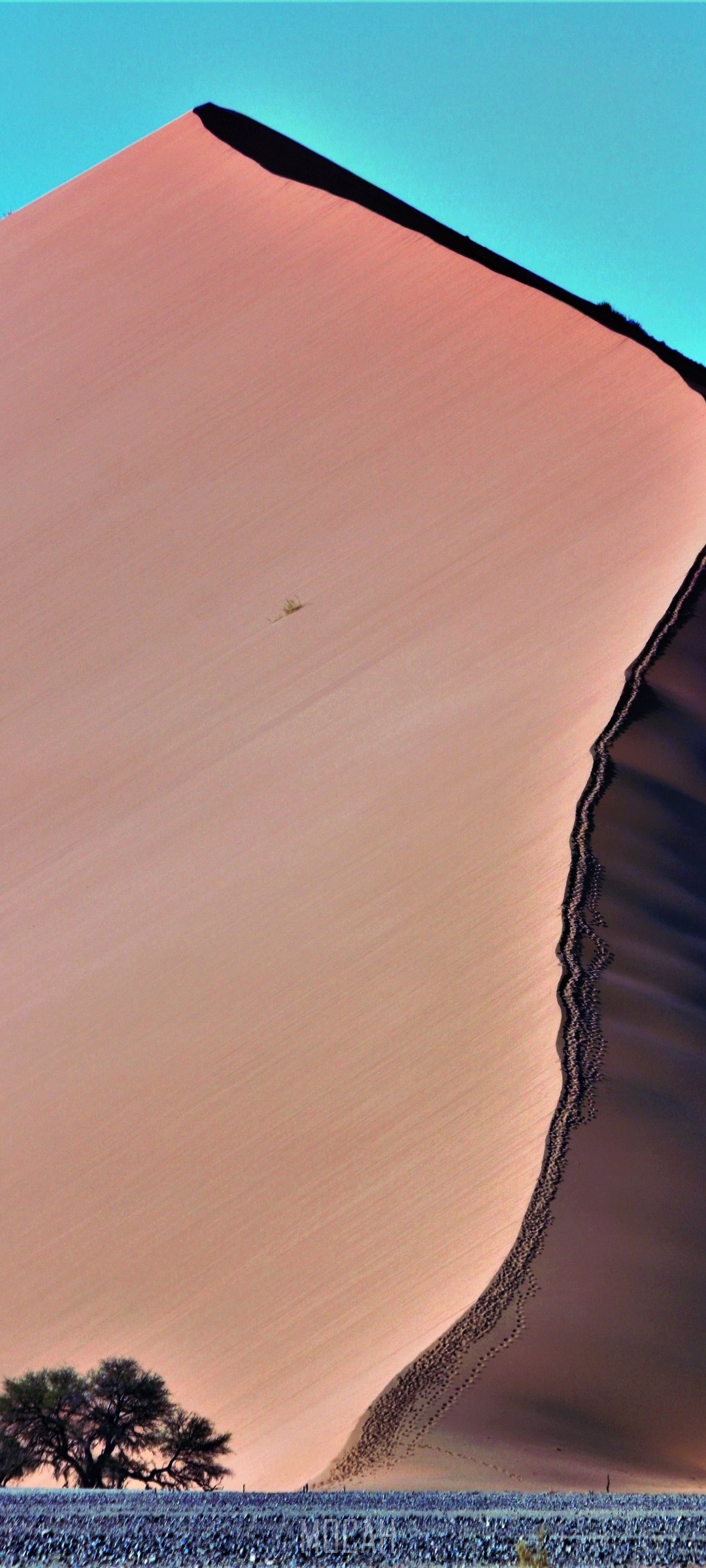 Dune 45 with a lone tree and vegetation HD Phone Wallpaper