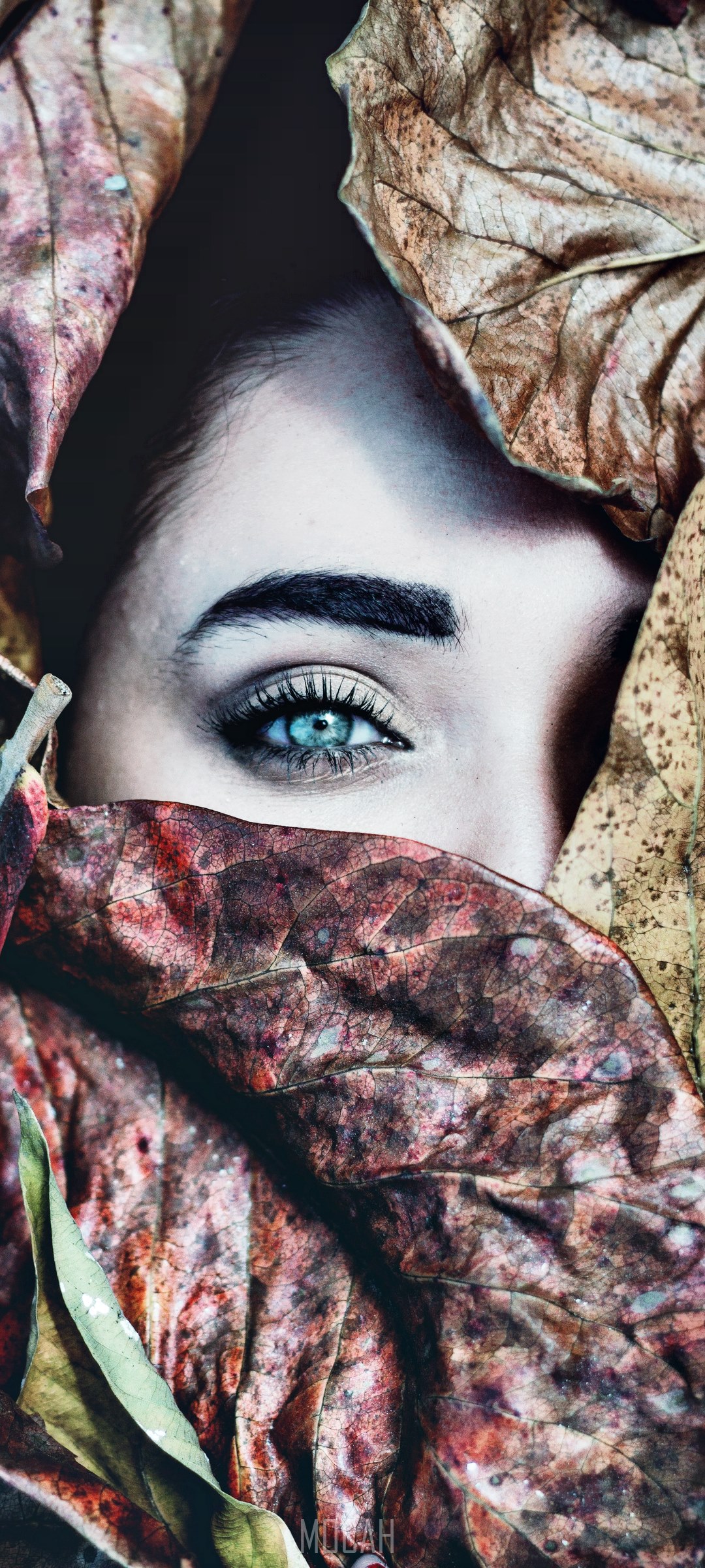Close-up of a woman's eye peeking through autumn leaves HD Phone Wallpaper