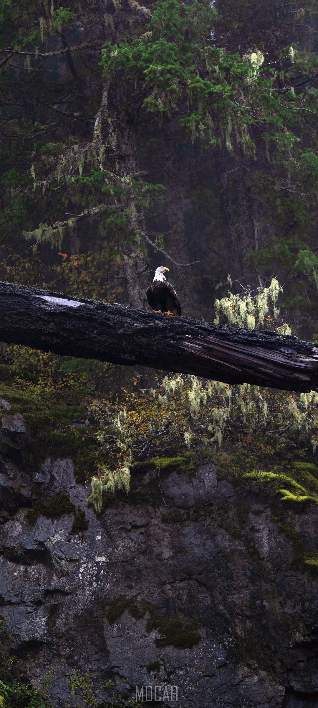 Bald eagle perched on a fallen tree in a forest HD Phone Wallpaper