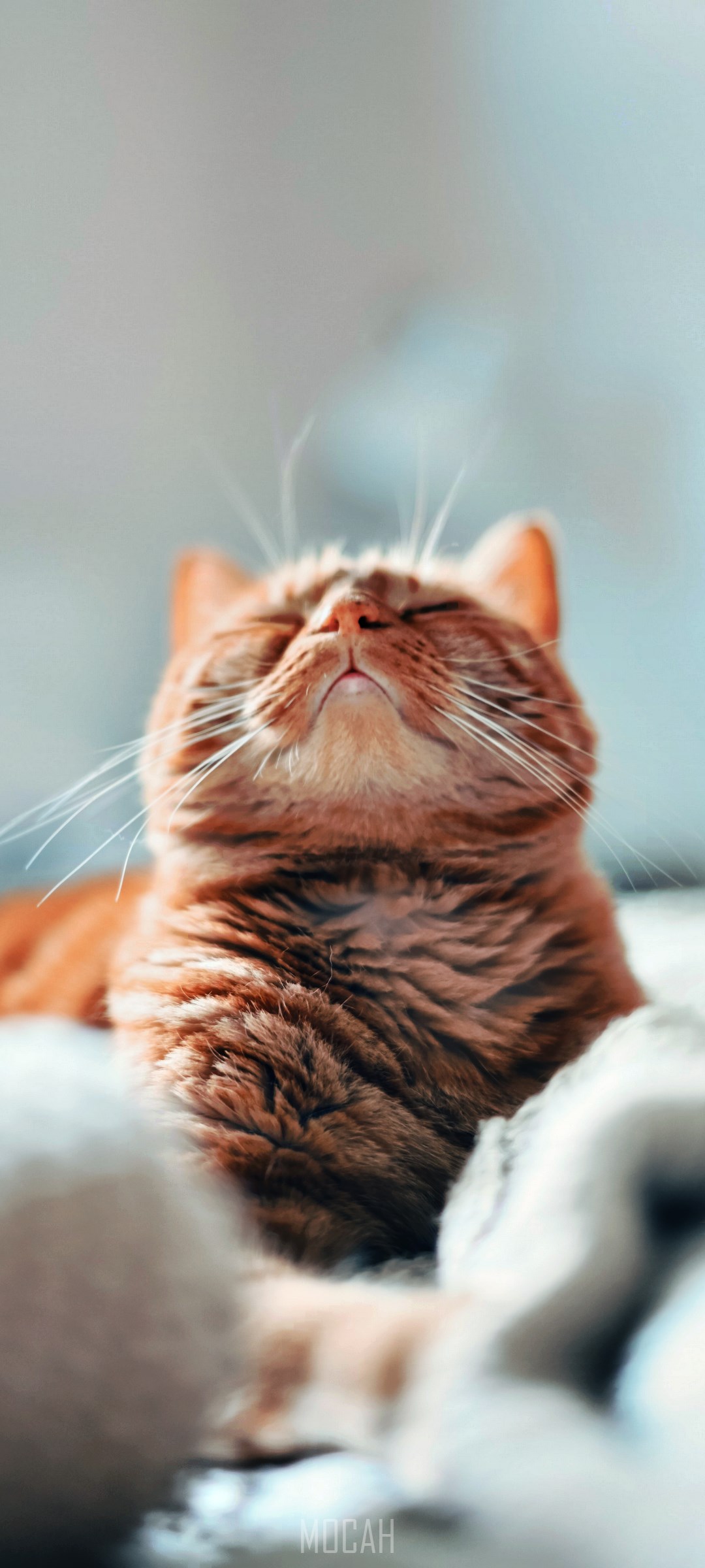 Orange tabby cat with eyes closed basking in sunlight HD Phone Wallpaper