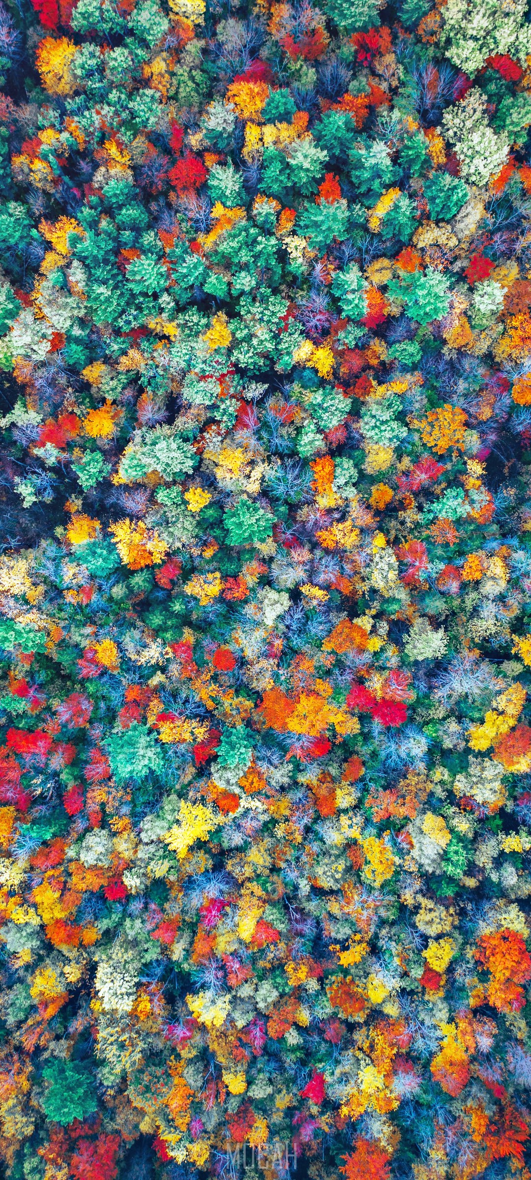 Vibrant Colorful Autumn Forest Aerial View HD Phone Wallpaper