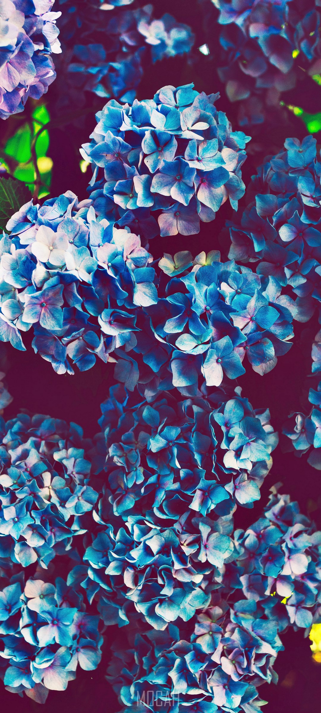 Blue Hydrangea Flowers HD Phone Wallpaper