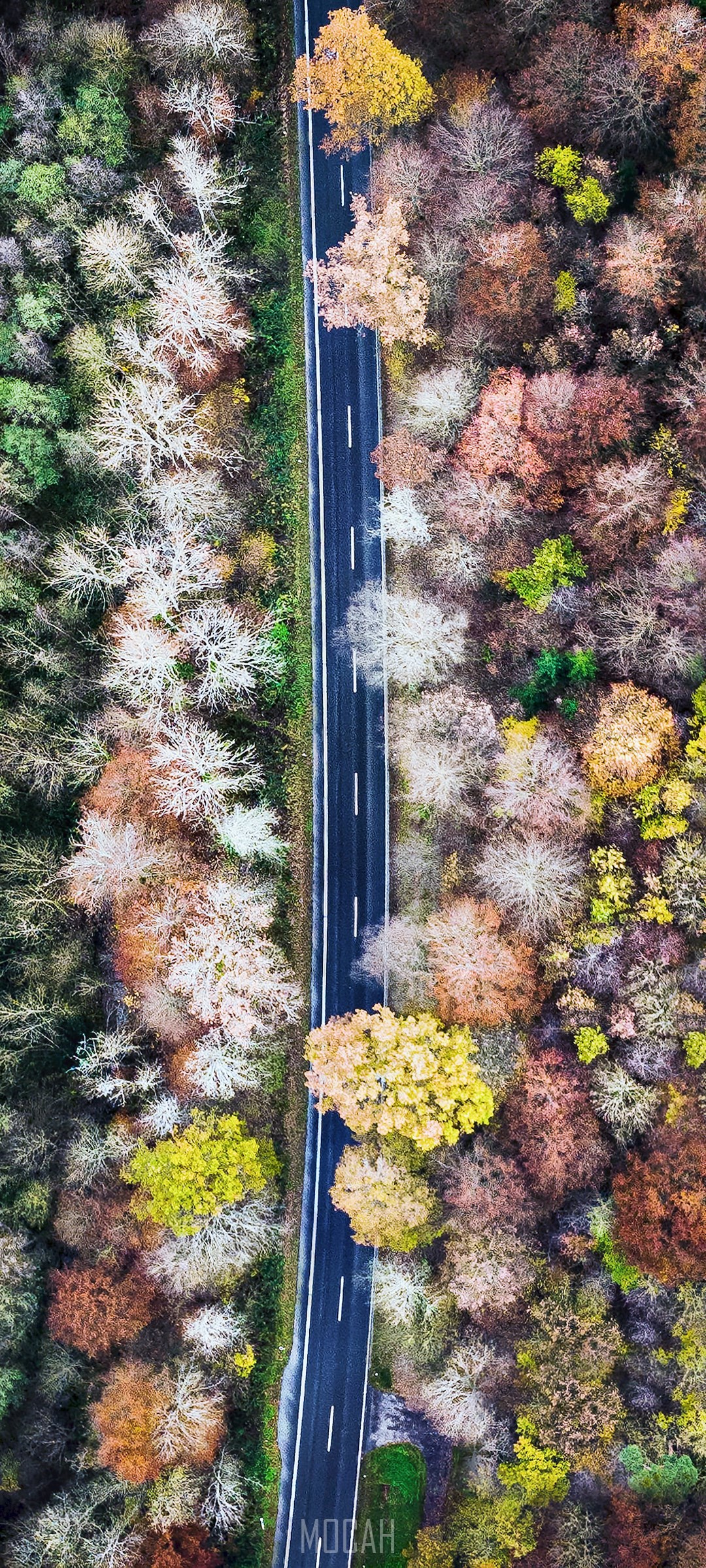 Aerial view of a road through an autumn forest HD Phone Wallpaper