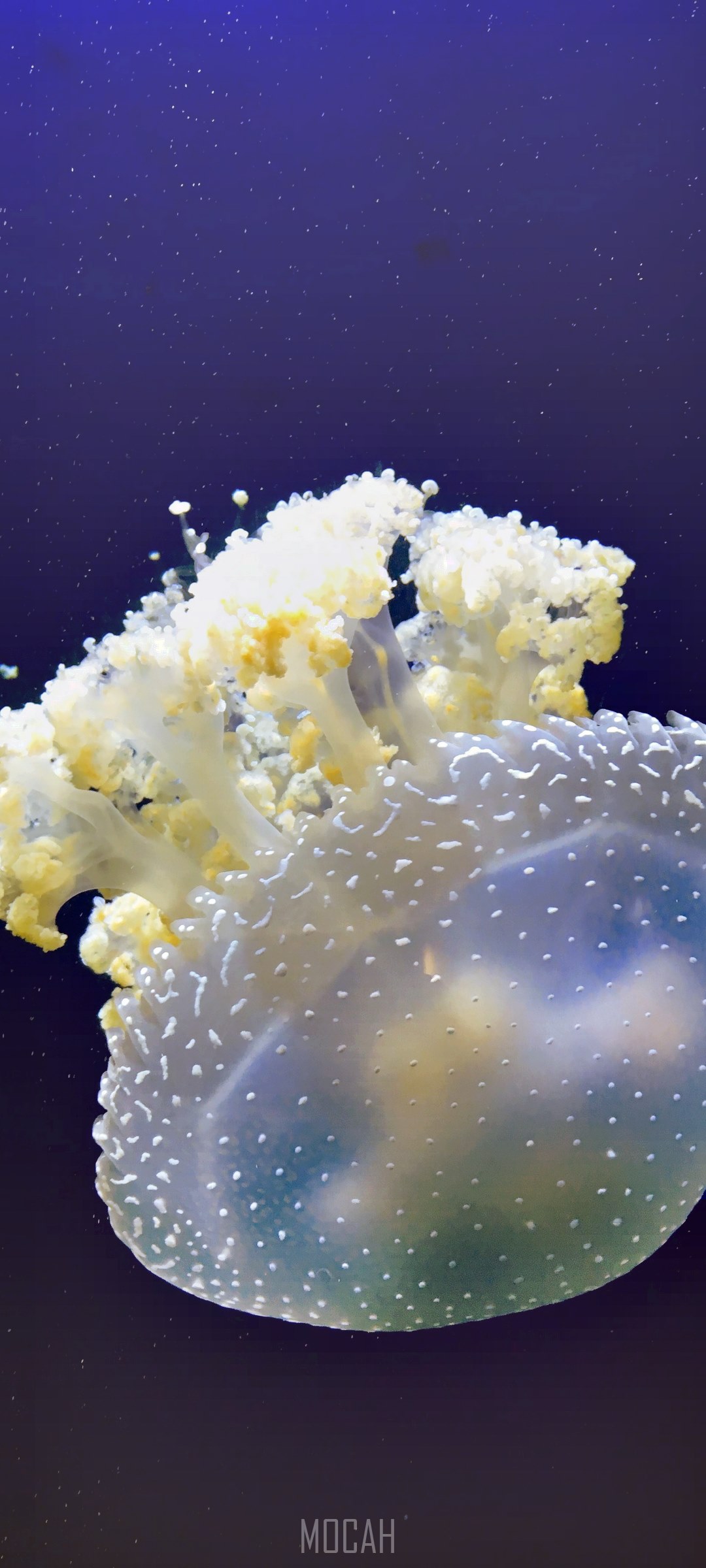 Spotted Jellyfish in dark blue water HD Phone Wallpaper