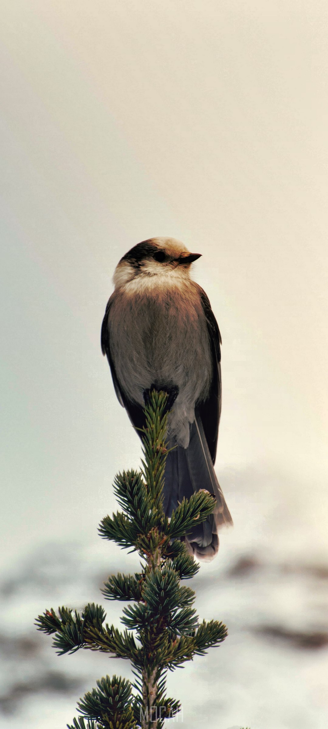 Gray Jay perched on a pine tree HD Phone Wallpaper