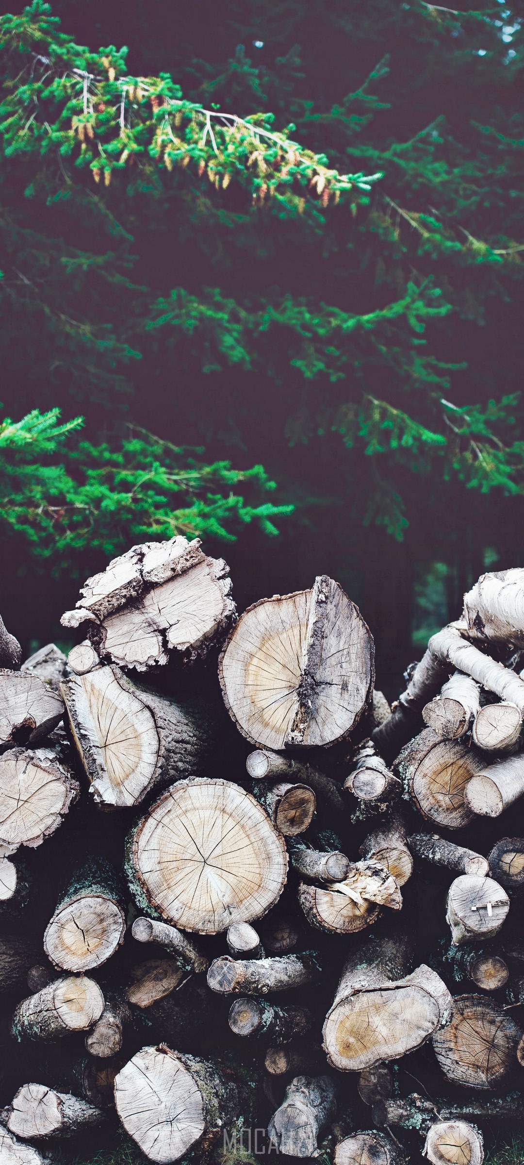 Pile of cut logs in front of pine trees HD Phone Wallpaper