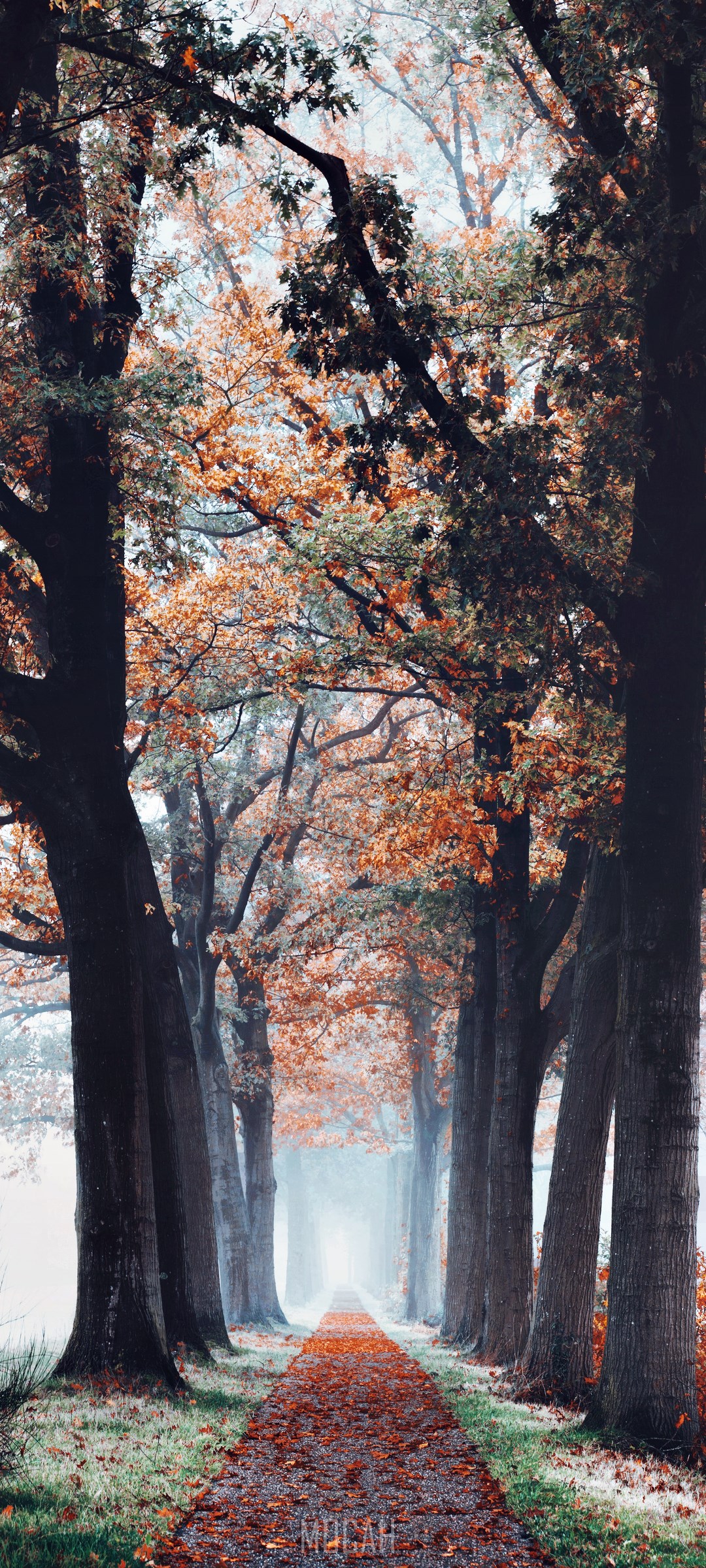 Autumn path lined with trees HD Phone Wallpaper