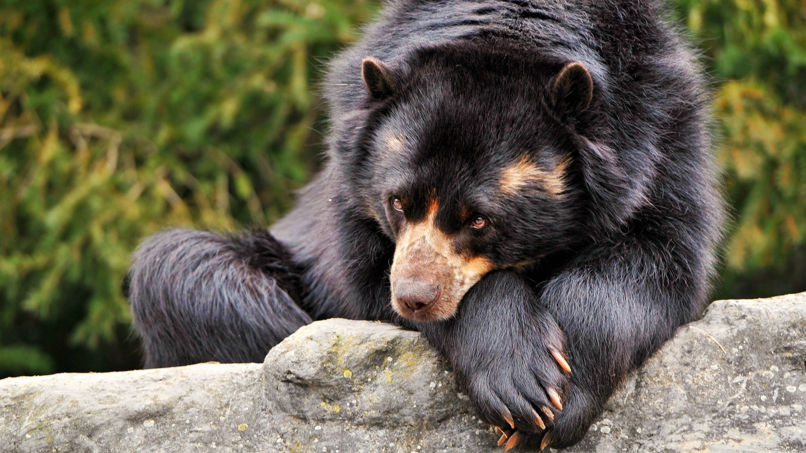 Andean bear resting on a rock HD Wallpaper