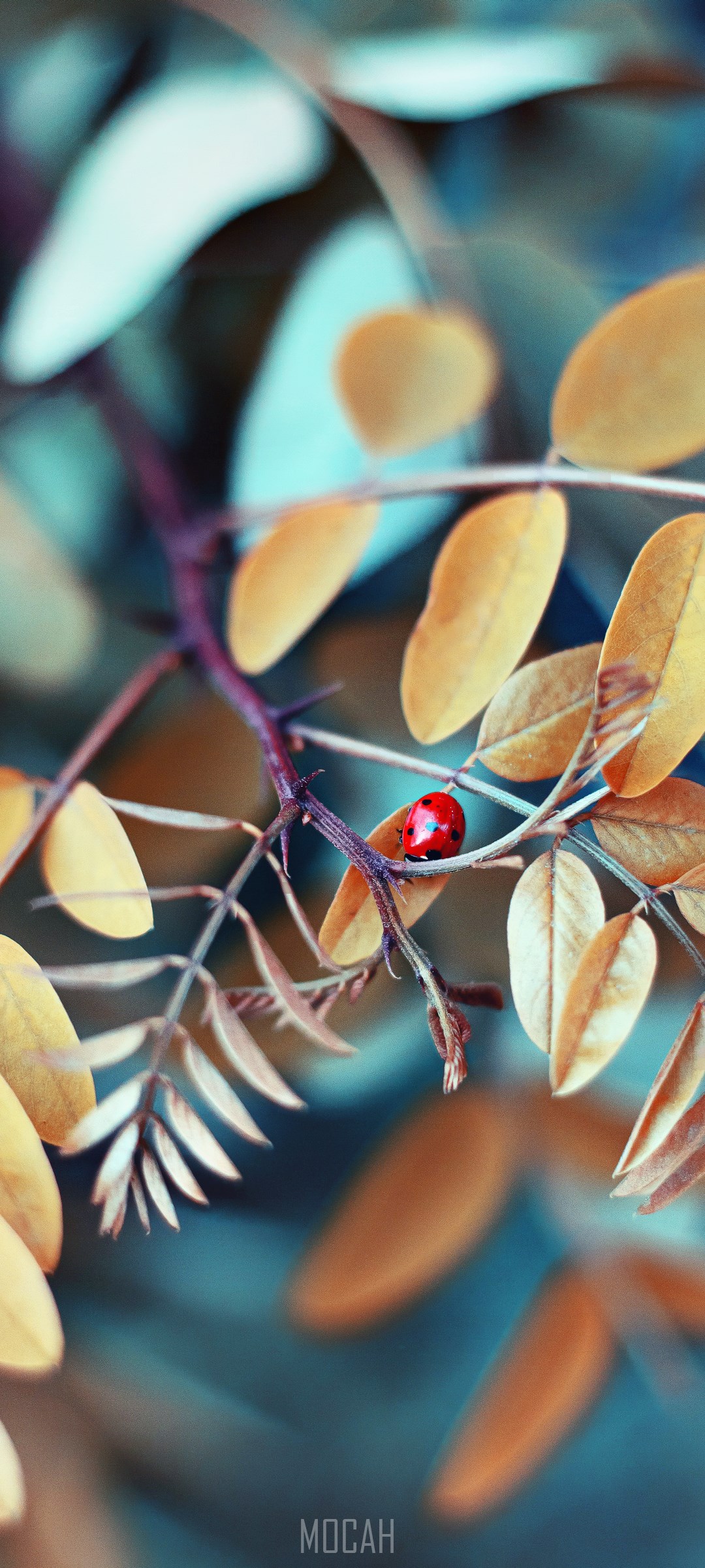Ladybug on a thorny branch with yellow leaves HD Phone Wallpaper