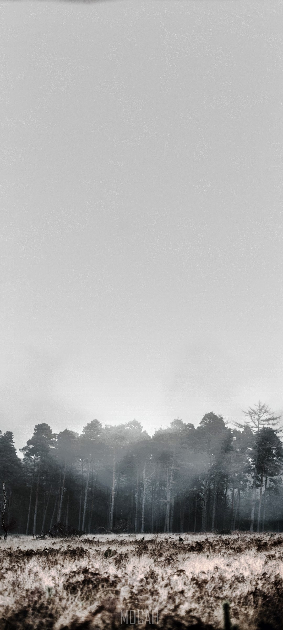 Foggy forest with frost-covered ground HD Phone Wallpaper
