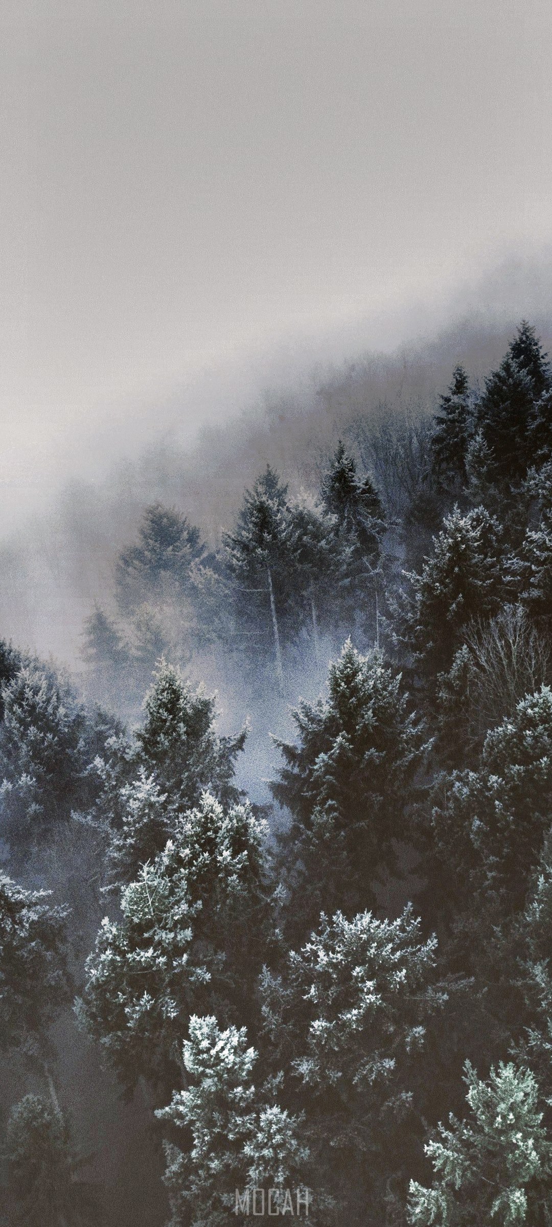 Foggy forest in winter HD Phone Wallpaper