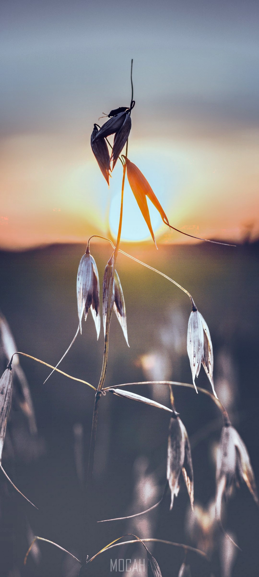 Dead plant at sunrise and sunset HD Phone Wallpaper