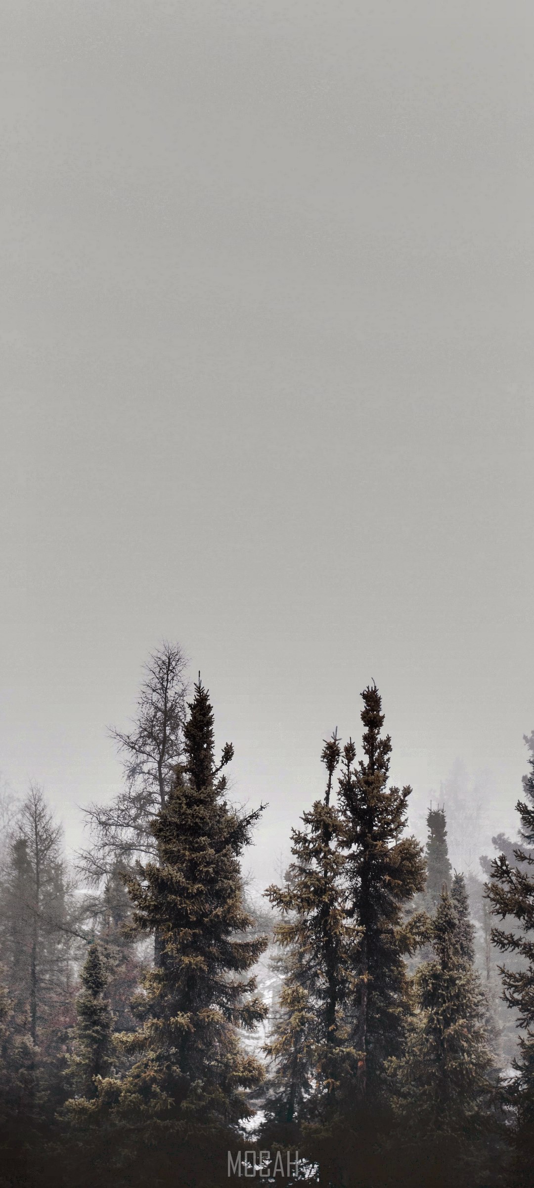 Tall pine trees in mist against a pale sky HD Phone Wallpaper