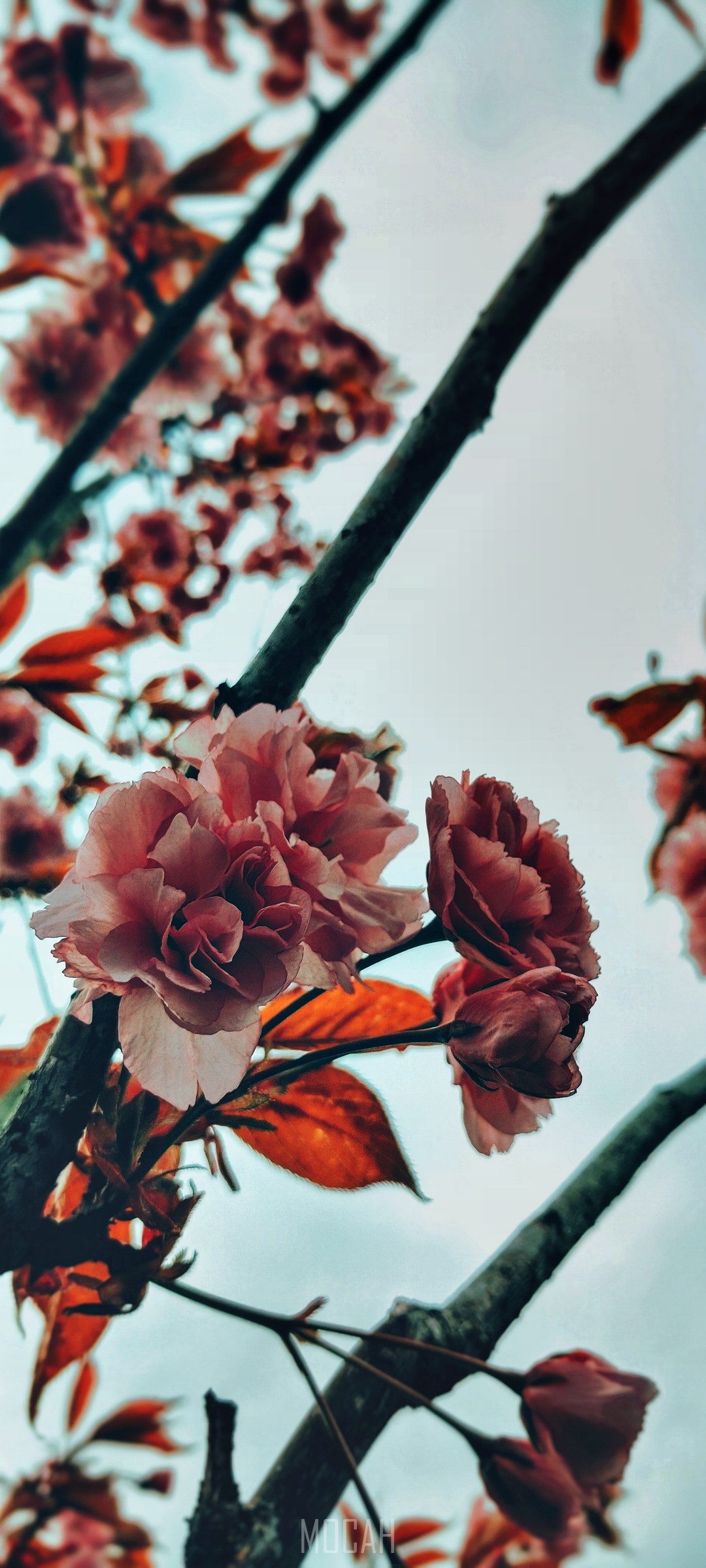 Pink cherry blossoms on branches against a cloudy sky HD Phone Wallpaper