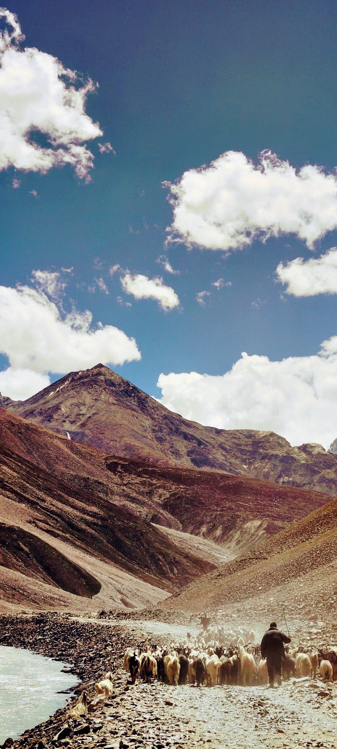 Herder with sheep in the Himalayas of Northern India HD Phone Wallpaper