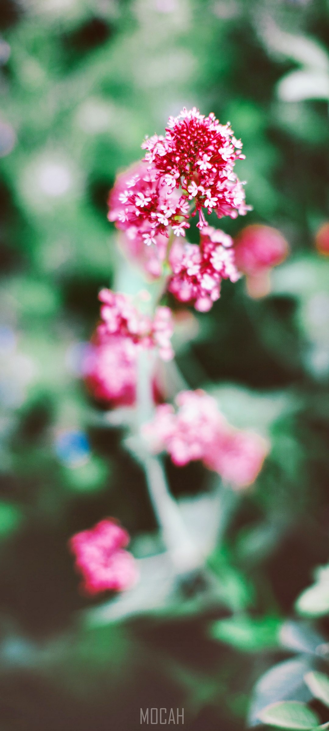 Pink flowers in a garden HD Phone Wallpaper