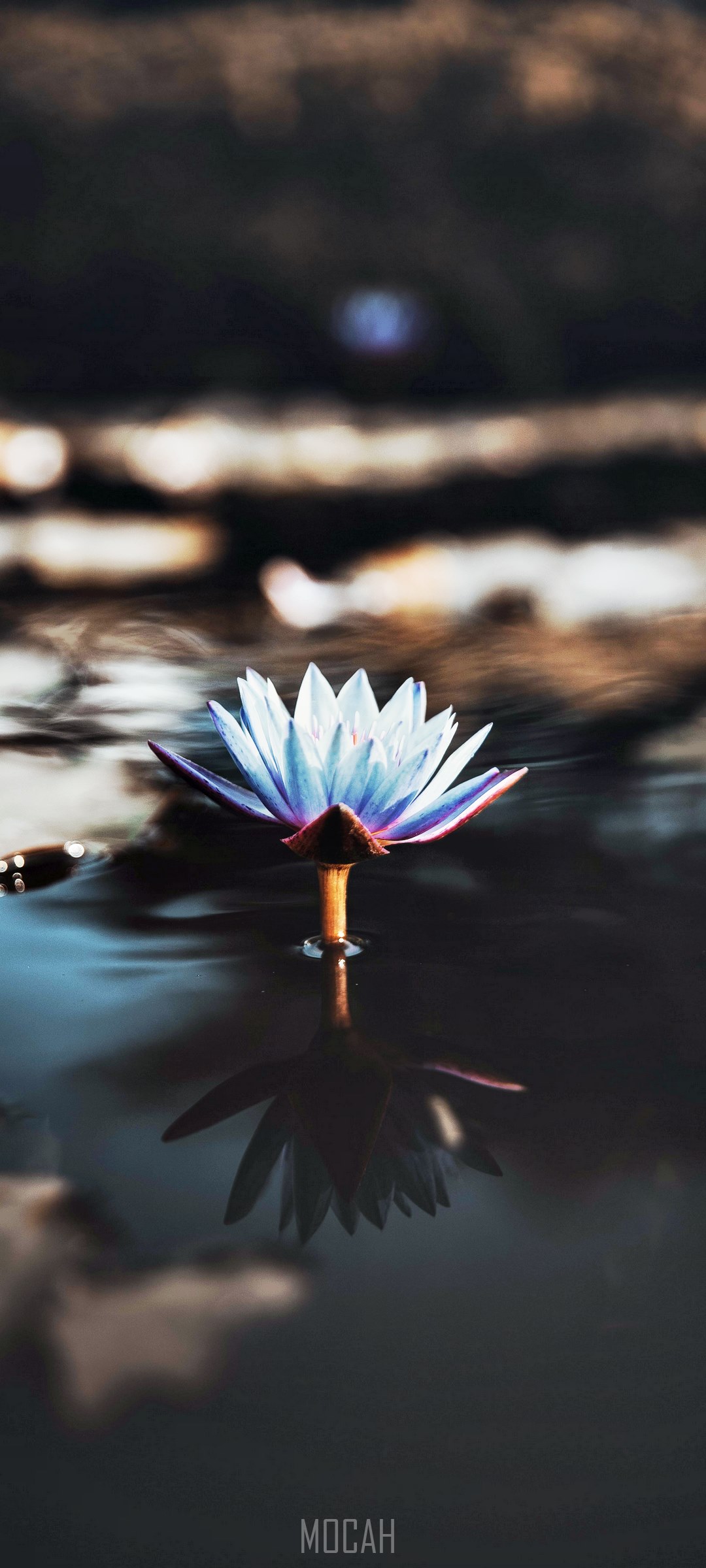 Light violet water lily on dark water HD Phone Wallpaper