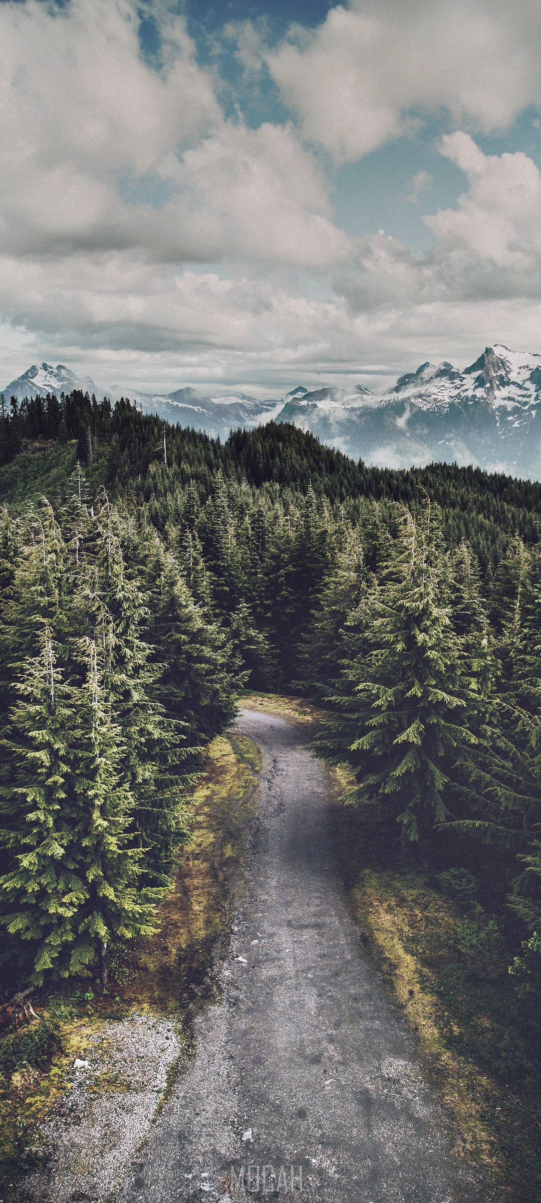 Dirt road through a coniferous forest with mountains HD Phone Wallpaper