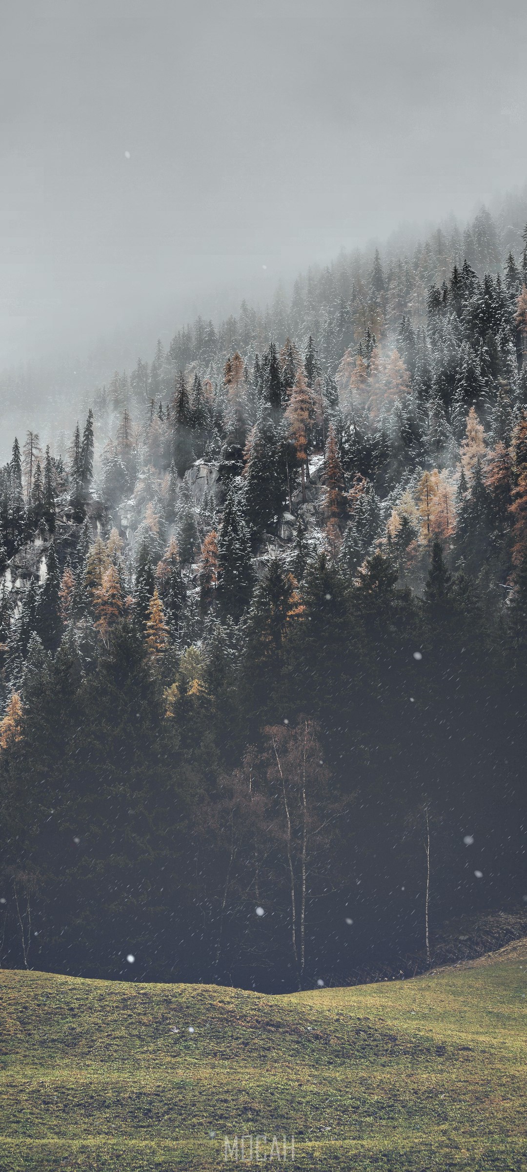 Misty forest on a grassy hill with falling snow HD Phone Wallpaper