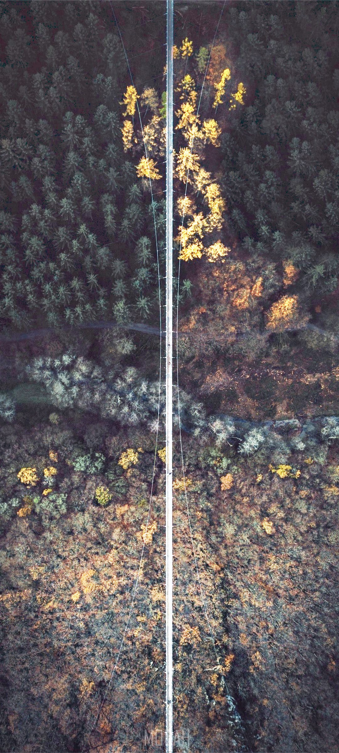 Drone view of a suspension bridge over a forest HD Phone Wallpaper