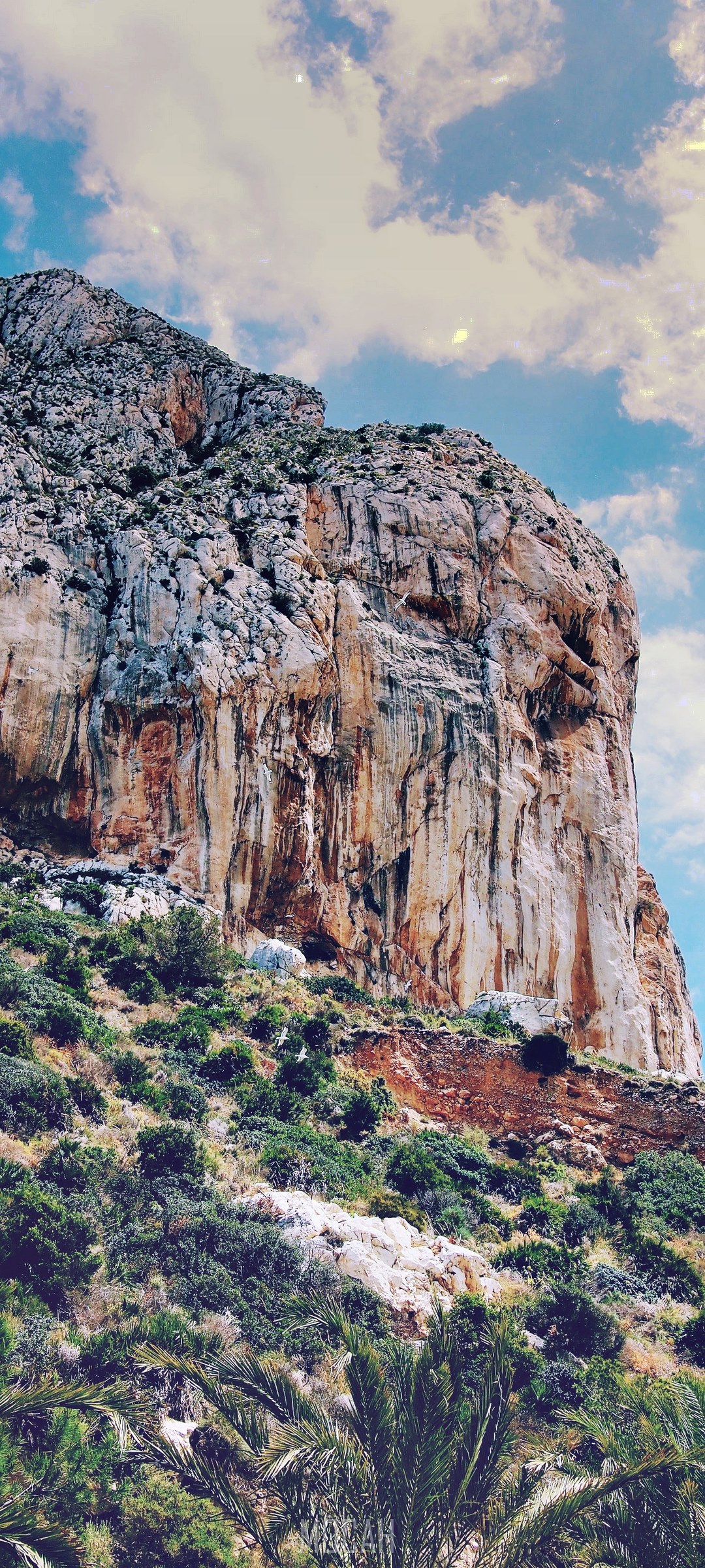 Mountain rock cliff with clouds and palm trees HD Phone Wallpaper