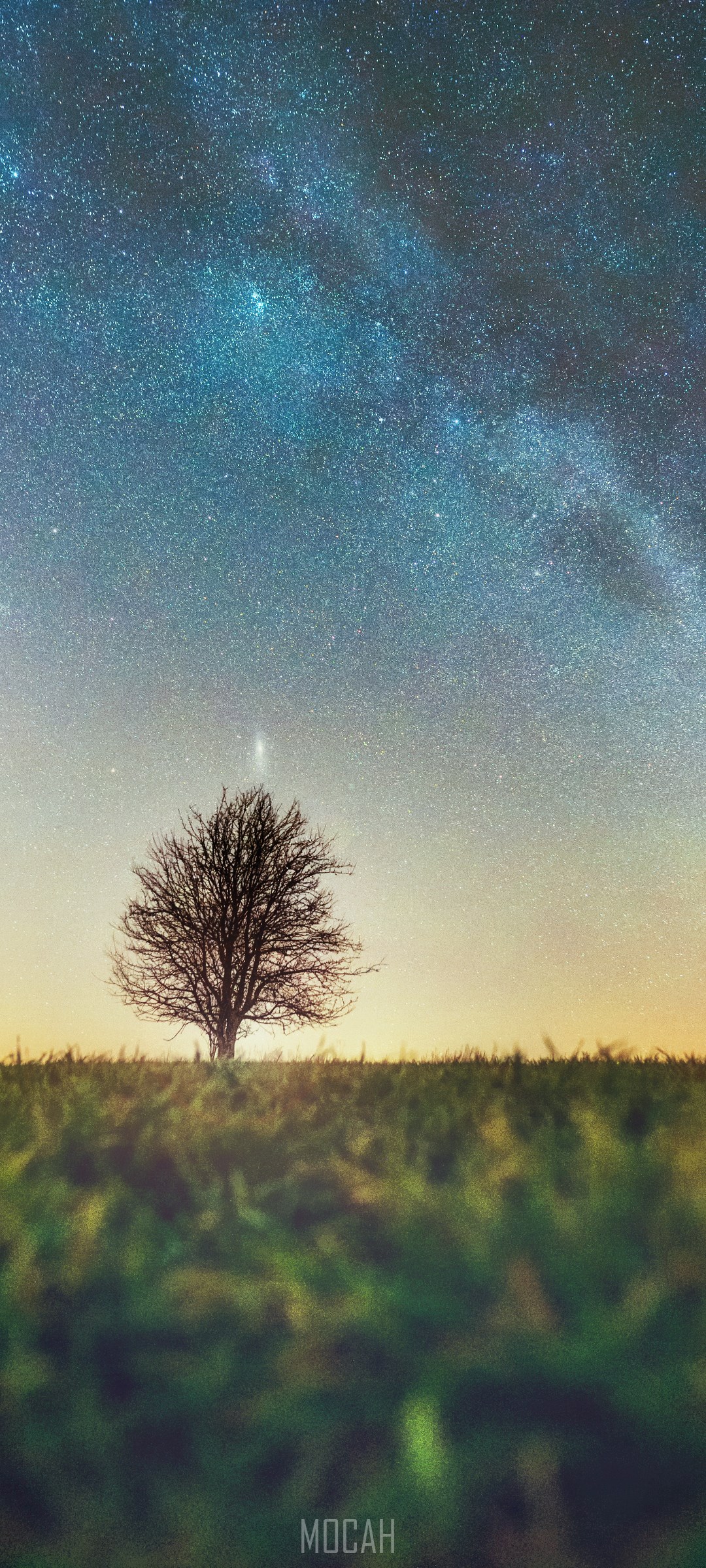 Lone tree under the Milky Way HD Phone Wallpaper