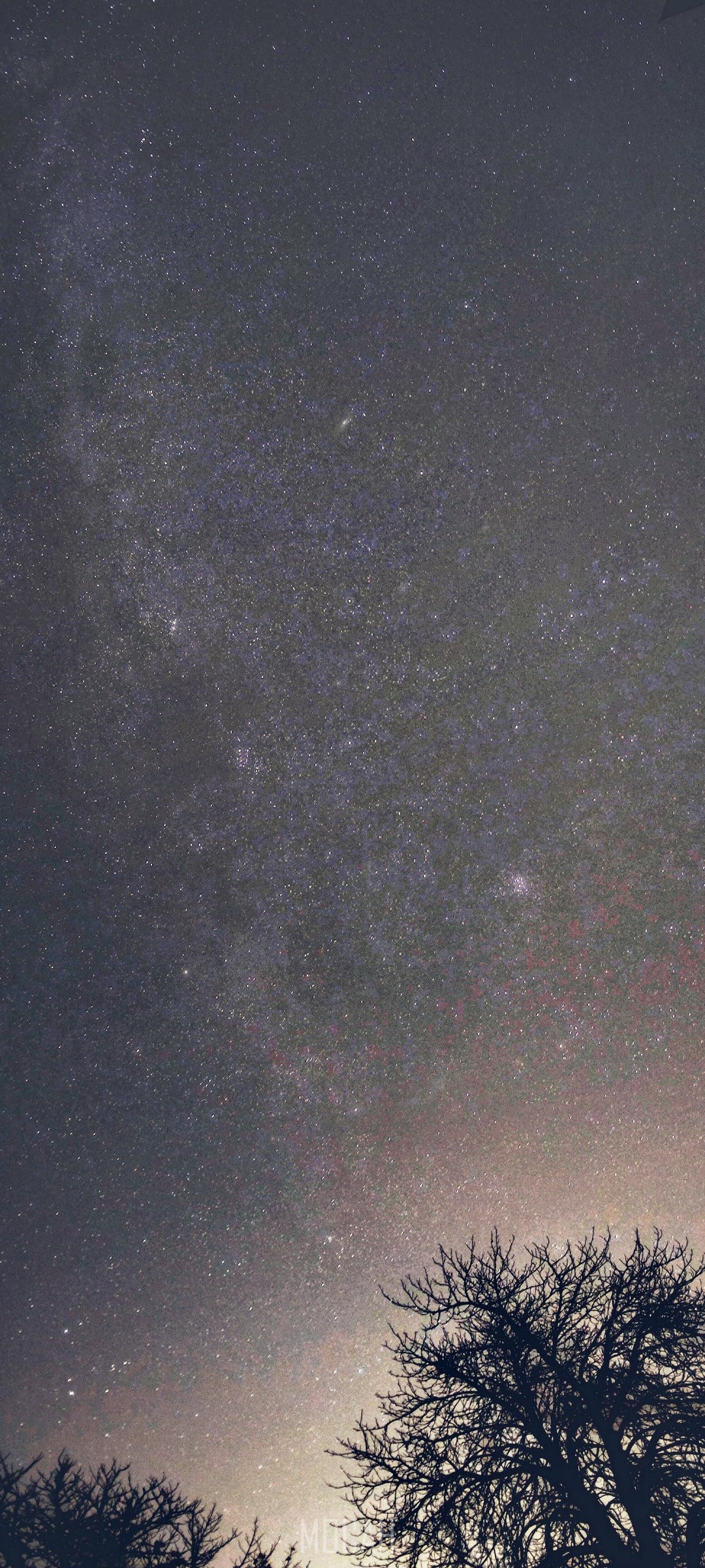 Night sky with stars and trees HD Phone Wallpaper
