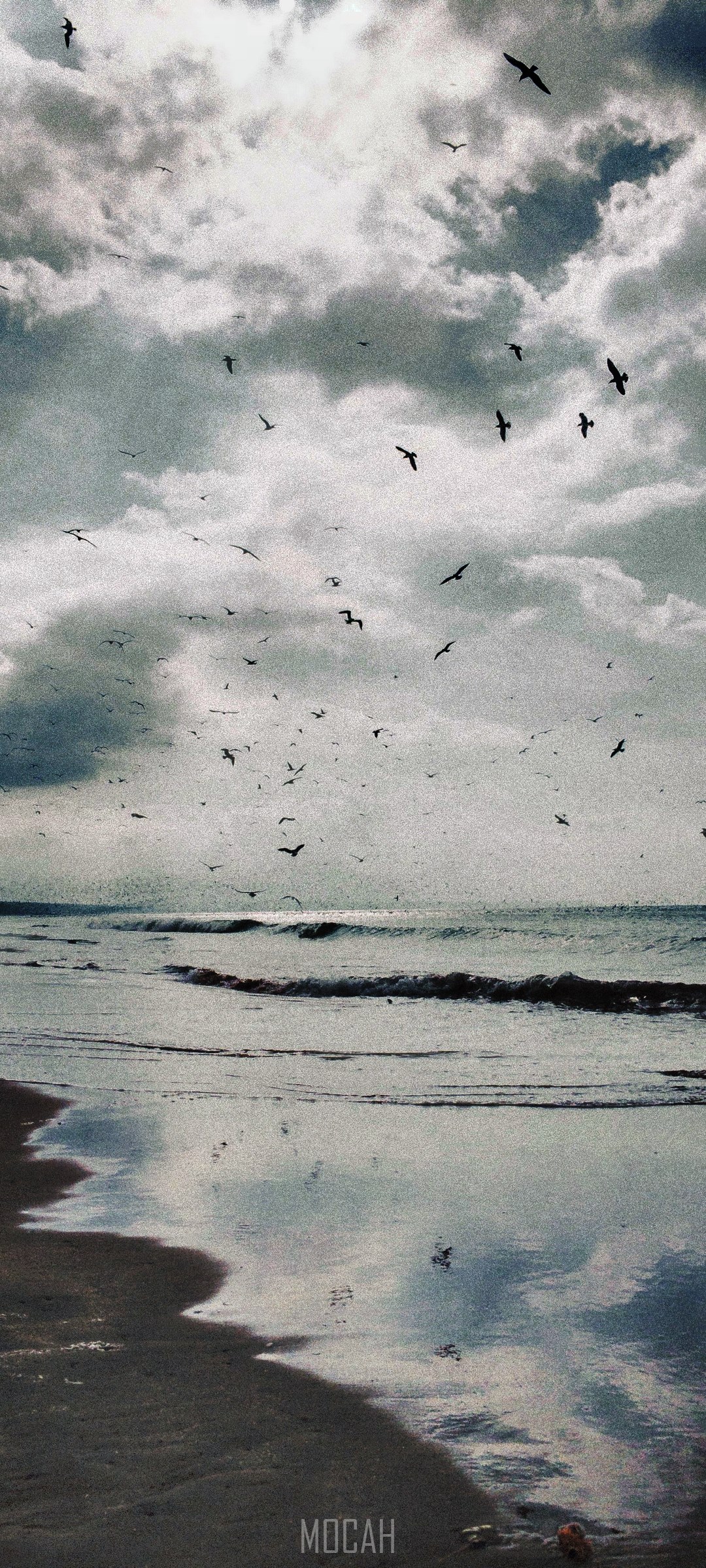 Flock of birds over the ocean and beach HD Phone Wallpaper