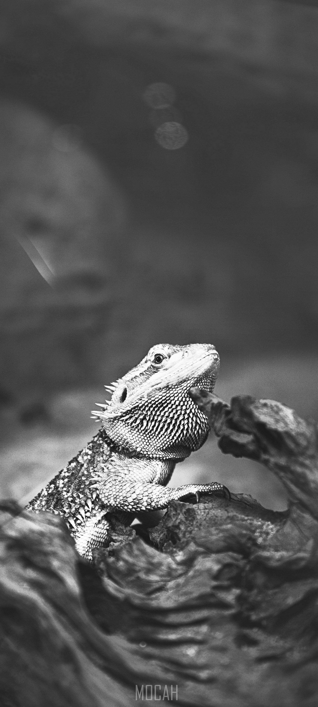 Black and white shot of a bearded dragon on wood HD Phone Wallpaper