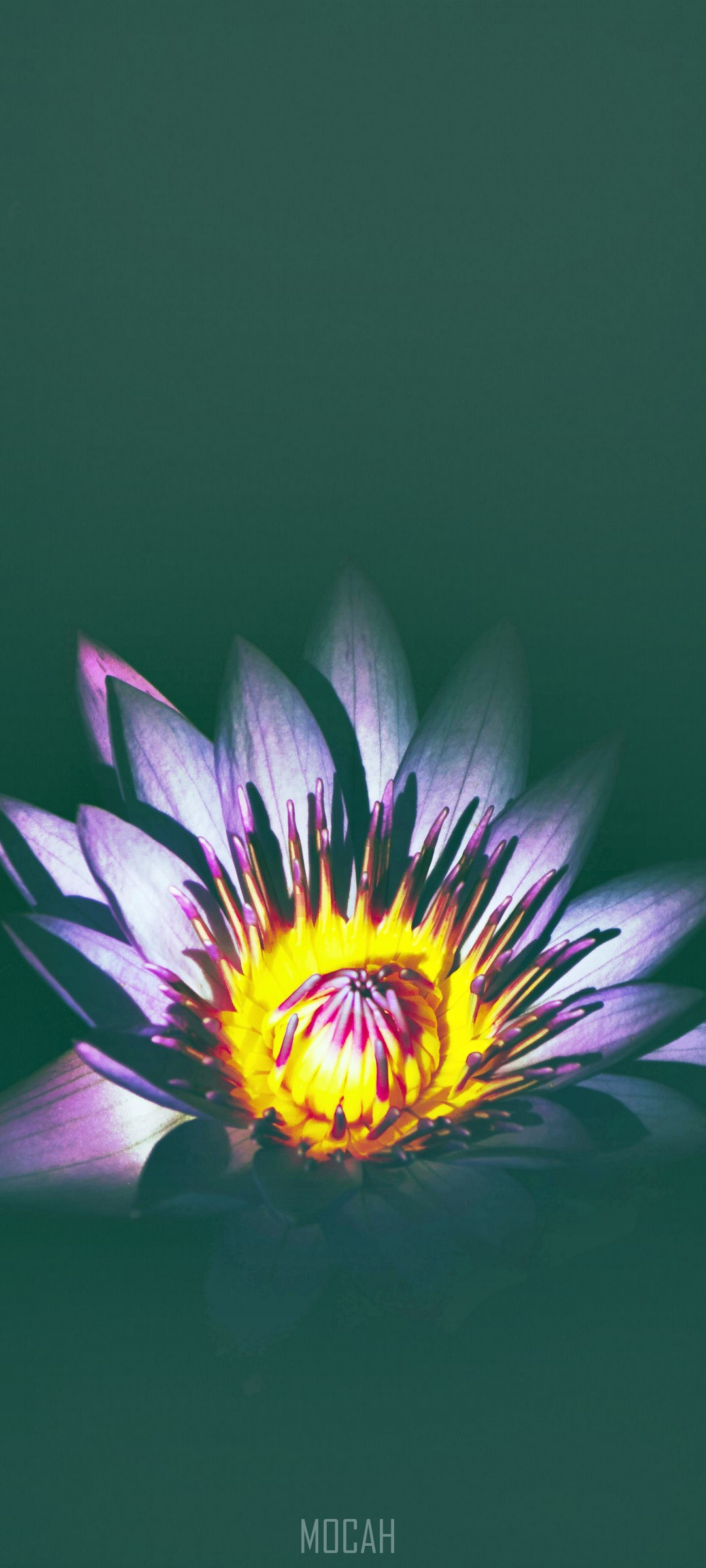 Close up of a purple lotus flower HD Phone Wallpaper