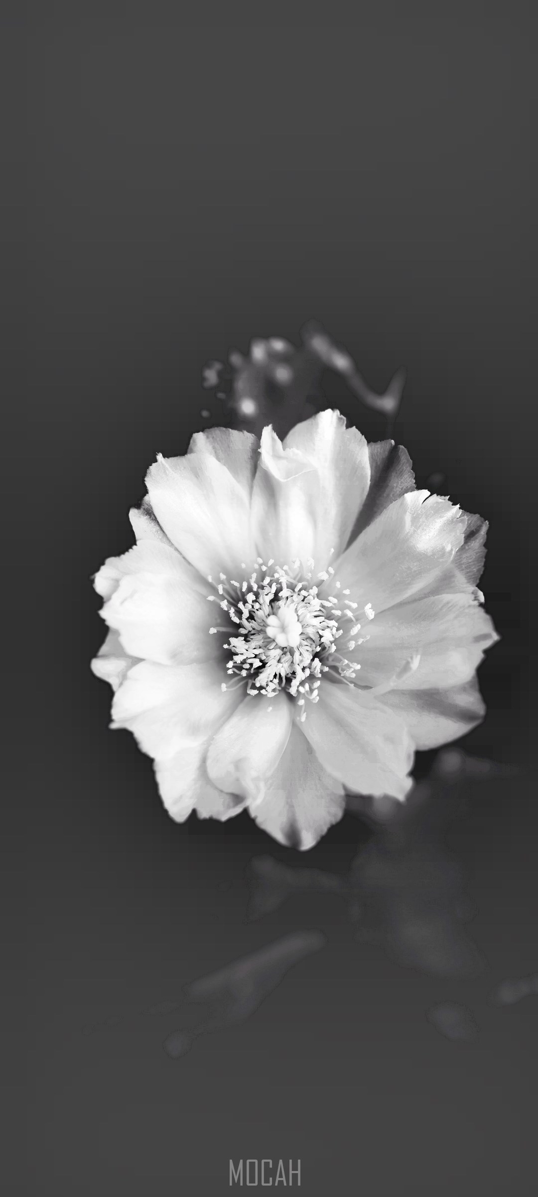 Monochrome close-up of a white flower HD Phone Wallpaper