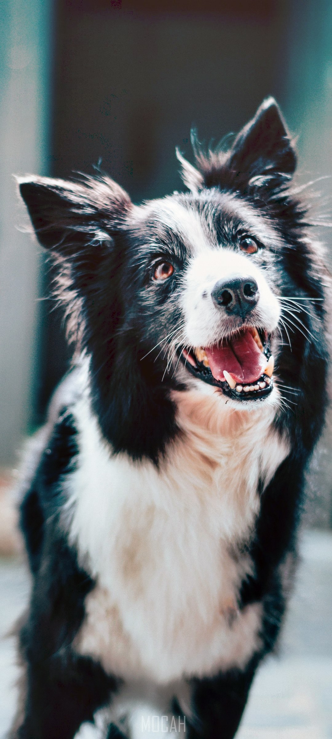 Border Collie dog with mouth open HD Phone Wallpaper