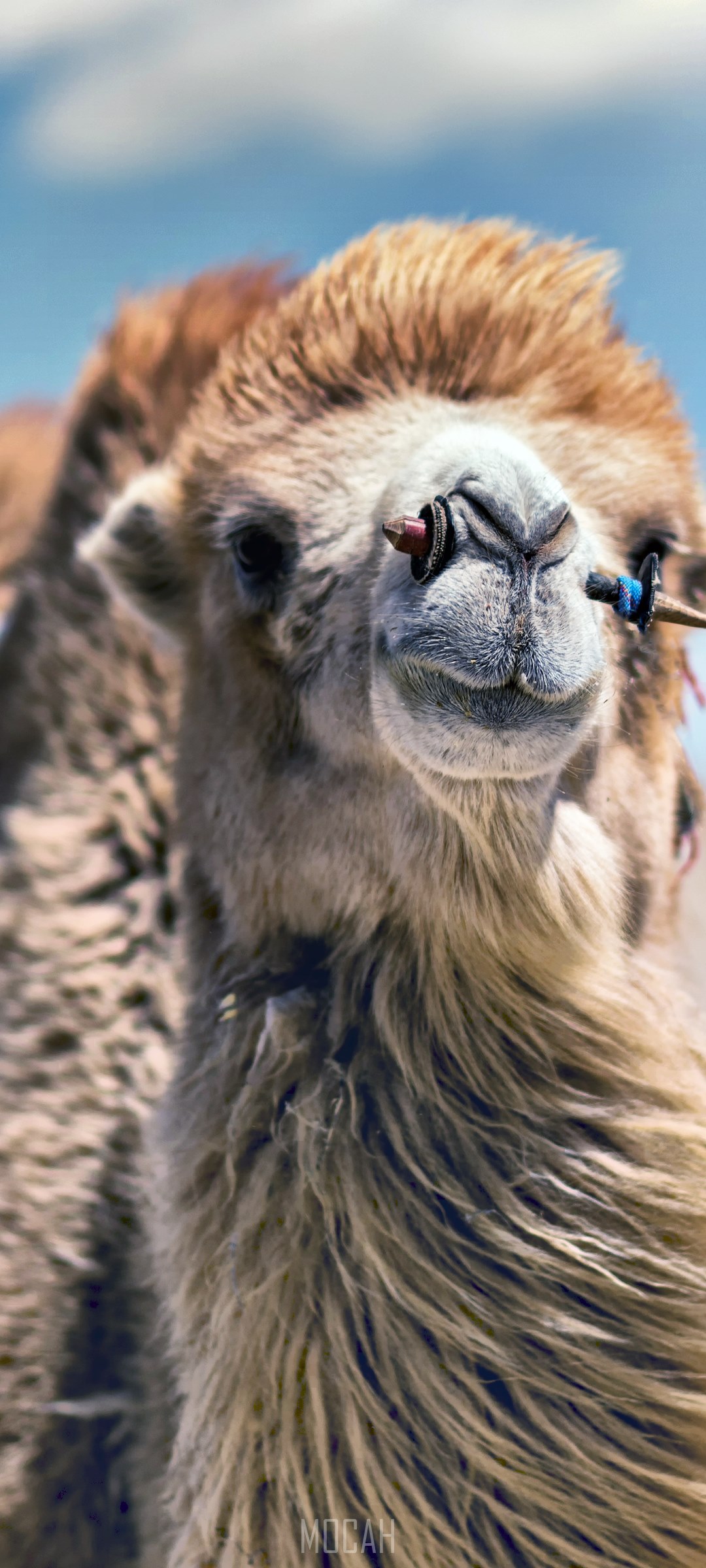 Camel with nose ring HD Phone Wallpaper