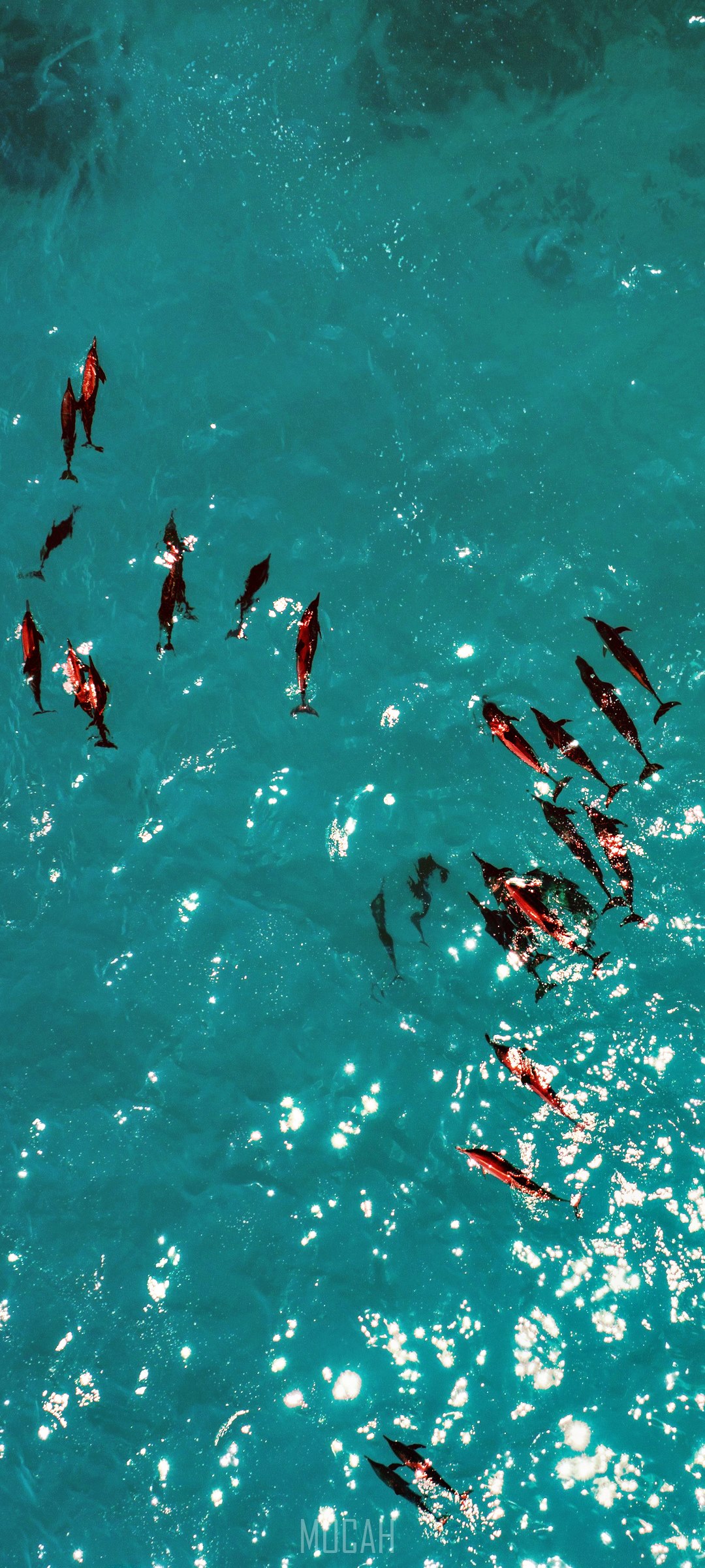 Dolphins swimming in turquoise ocean water from above HD Phone Wallpaper