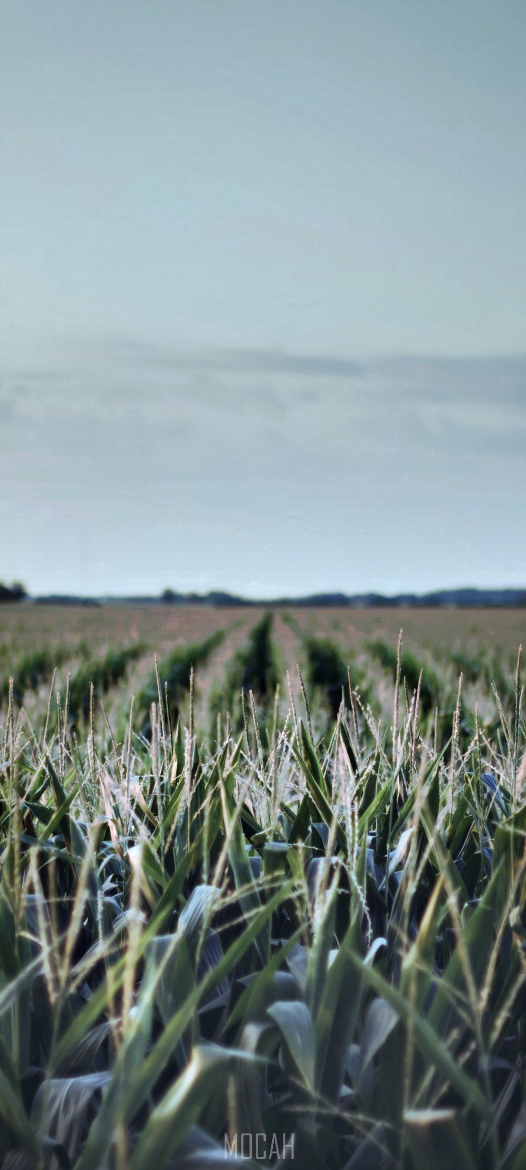 Cornfield in Ohio HD Phone Wallpaper