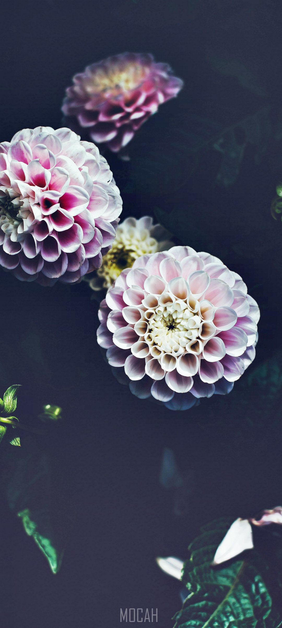 Pink dahlias in full bloom HD Phone Wallpaper