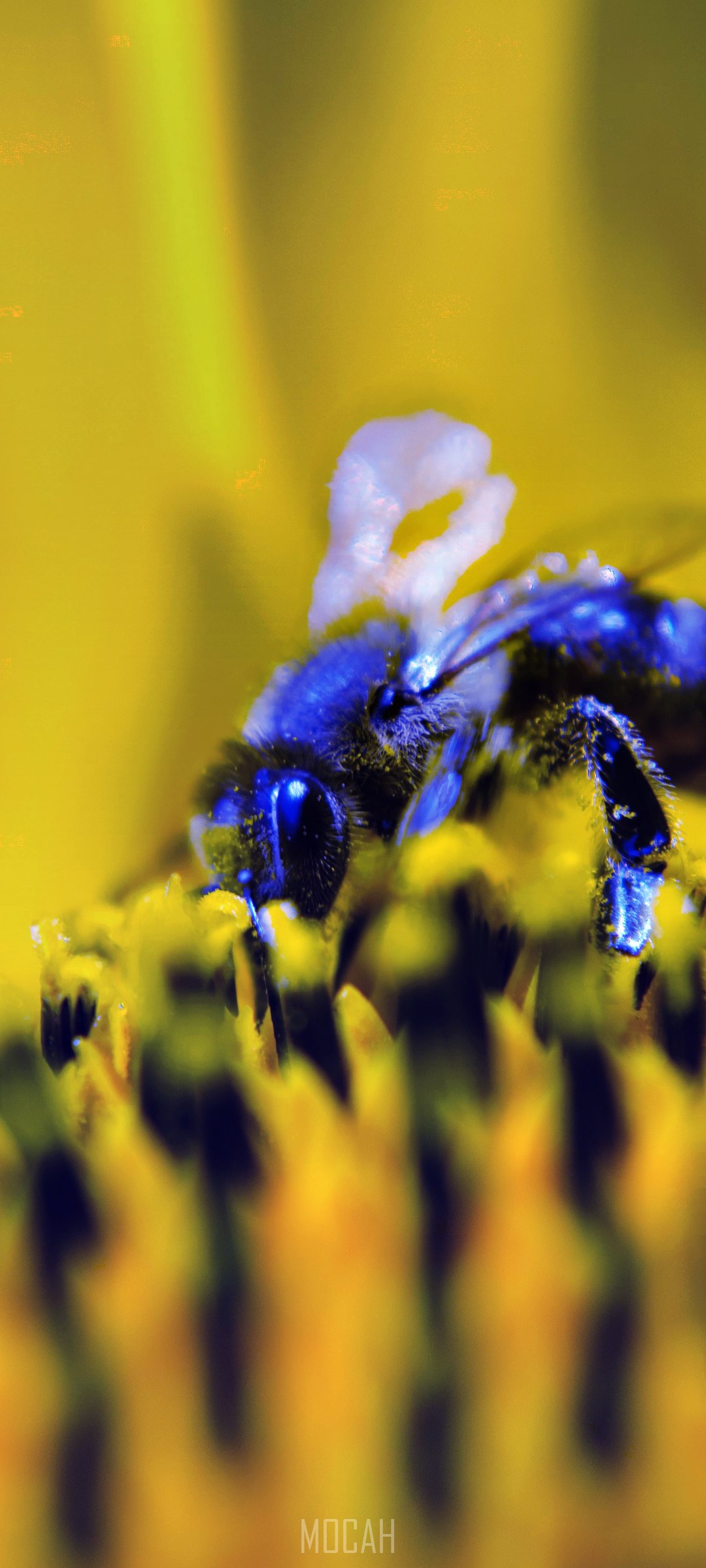 Blue bee on a yellow sunflower HD Phone Wallpaper