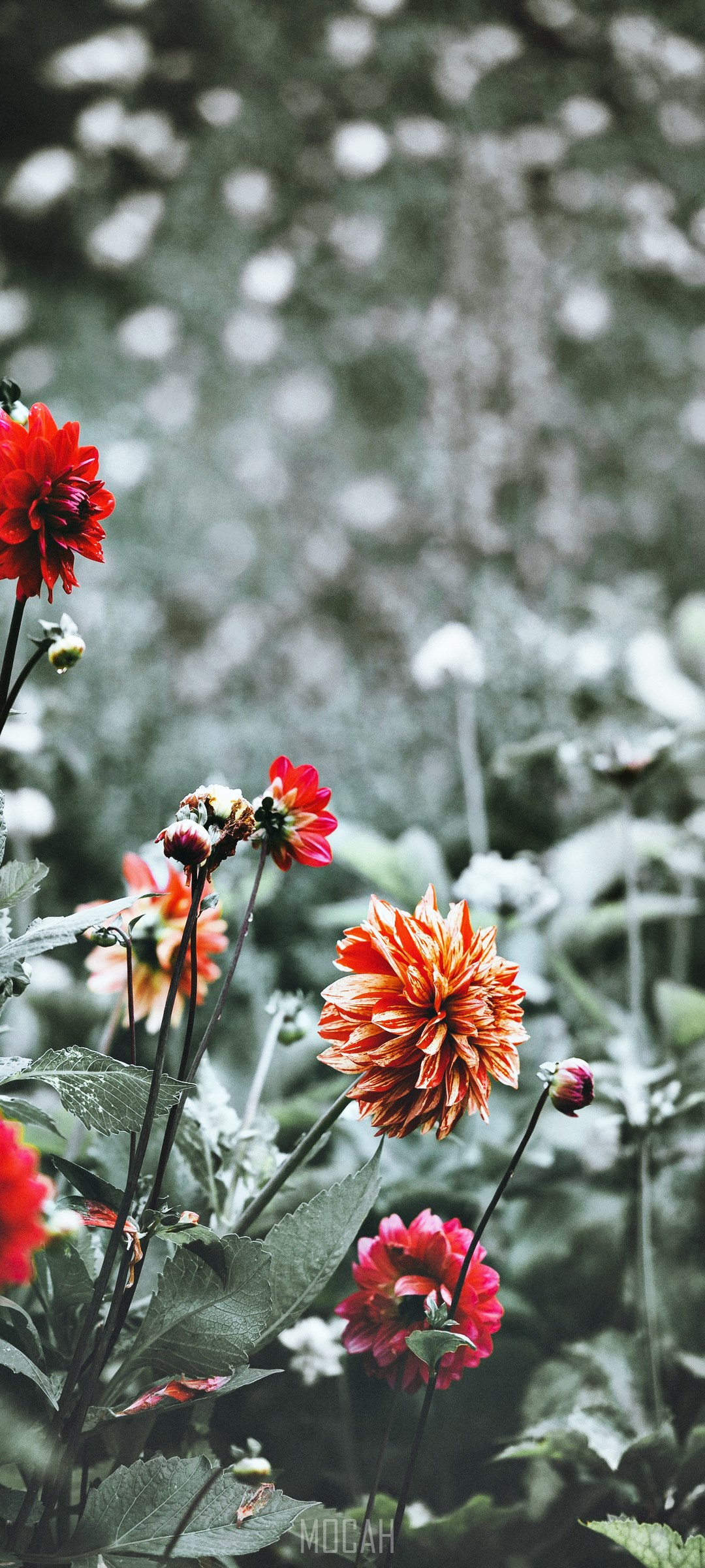 Flowers at Forde Abbey HD Phone Wallpaper