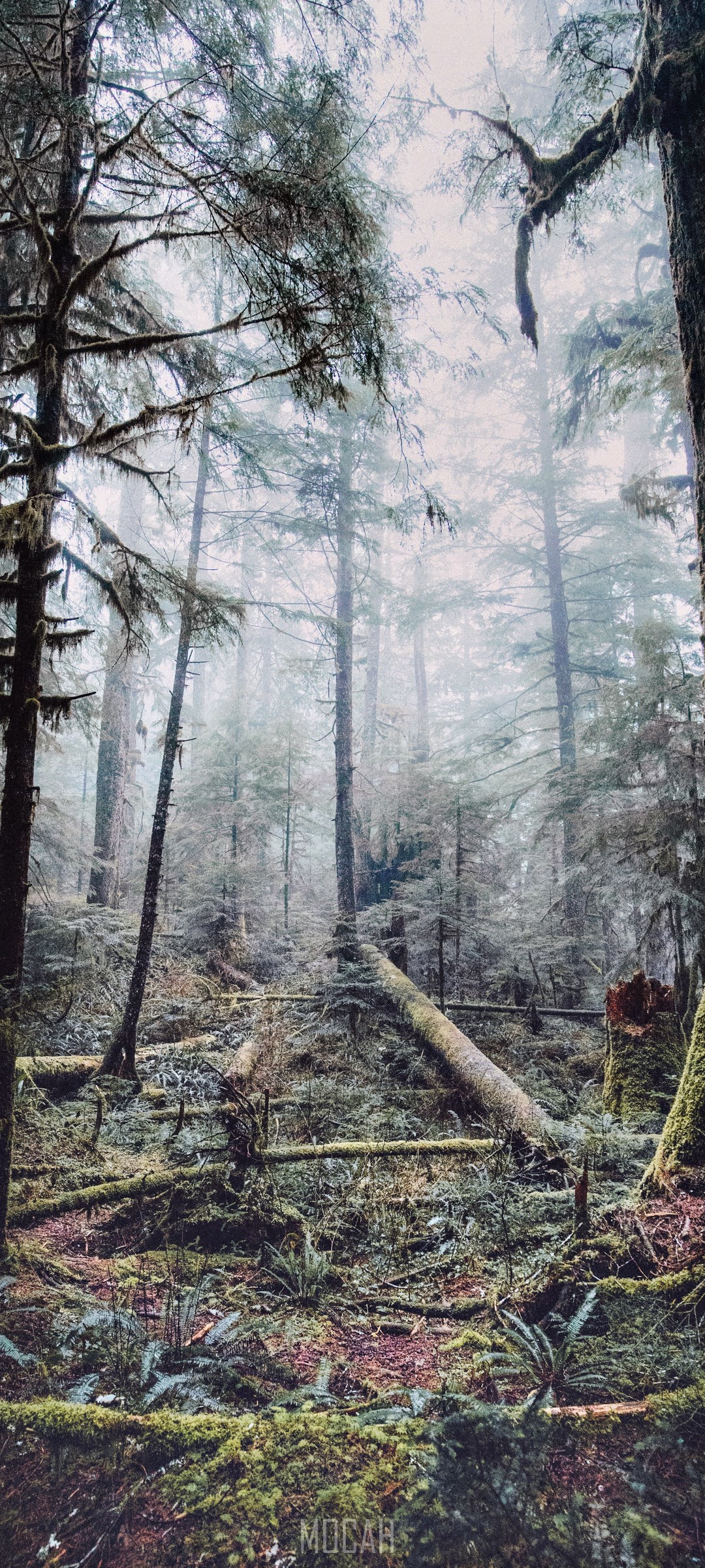 Misty Forest with Fallen Trees and Ferns HD Phone Wallpaper