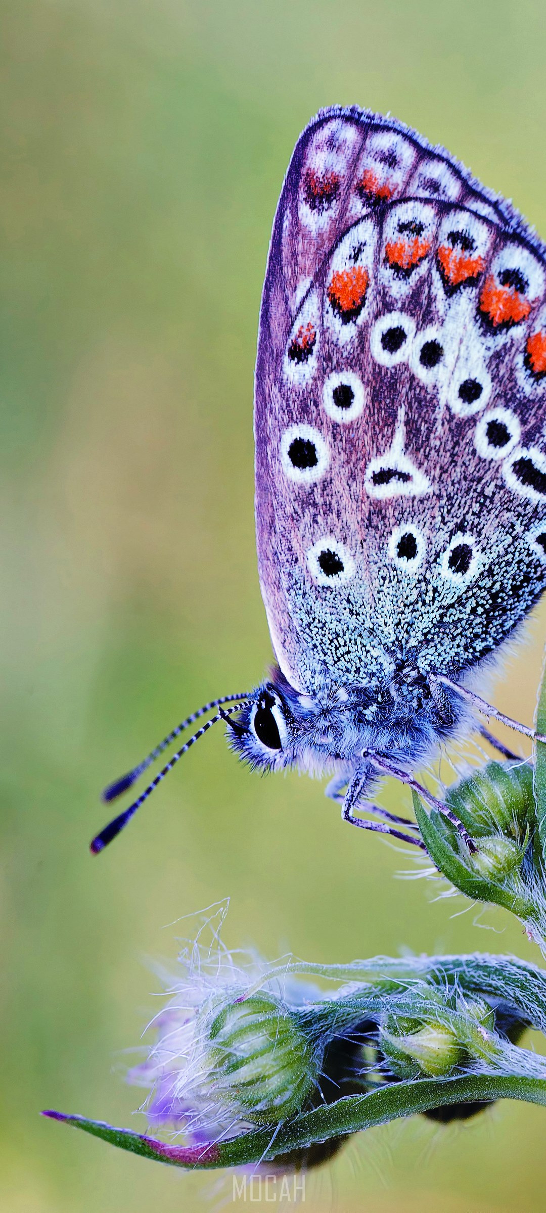 Macro photo of a butterfly on a plant HD Phone Wallpaper