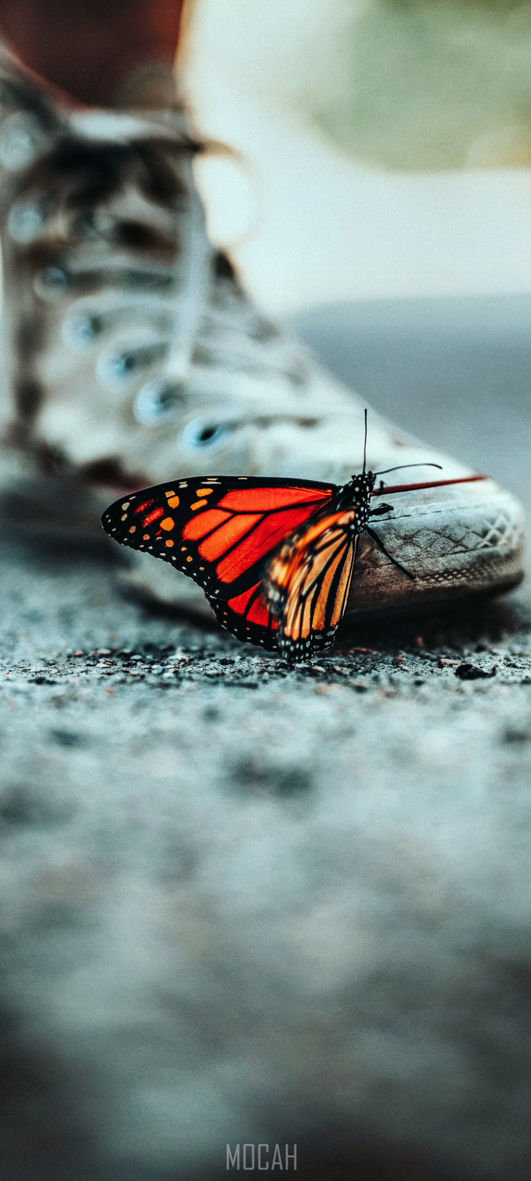Monarch butterfly on a Converse shoe HD Phone Wallpaper